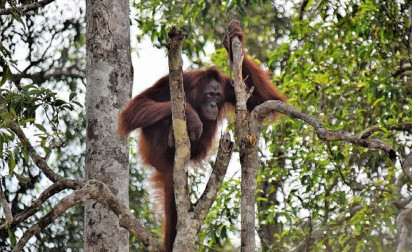Orang-oetans, waar vindt u ze nog?