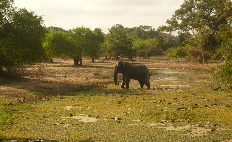 Olifanten spotten in Yala