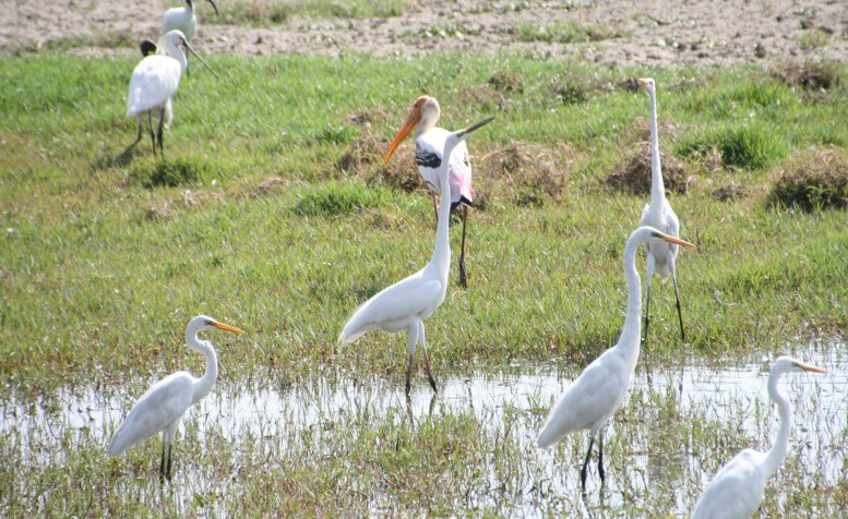 Vogels spotten in het Keoladeo National Park