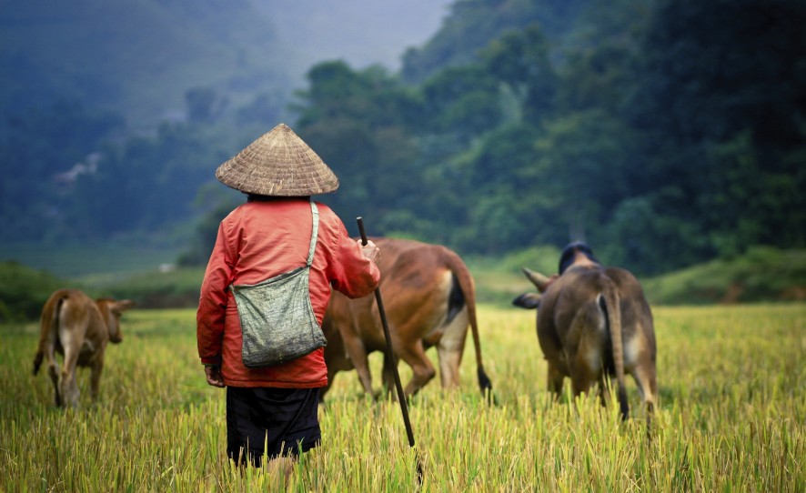 Wandelen door de rijstvelden
