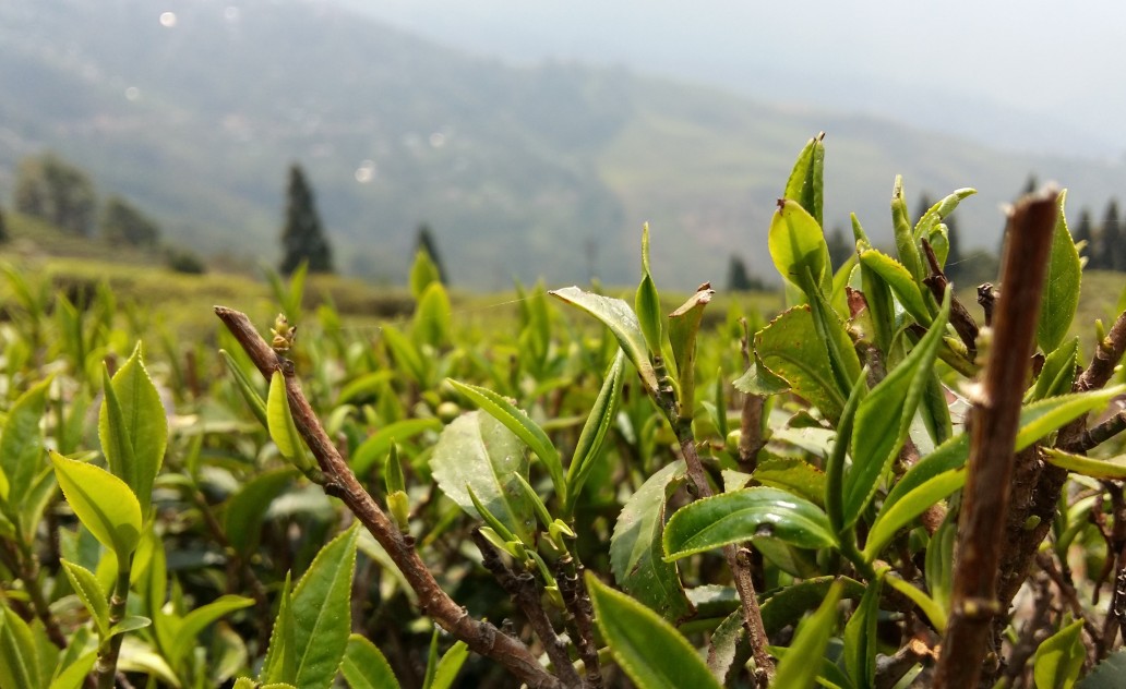 Darjeeling Happy Valley Tea Estate
