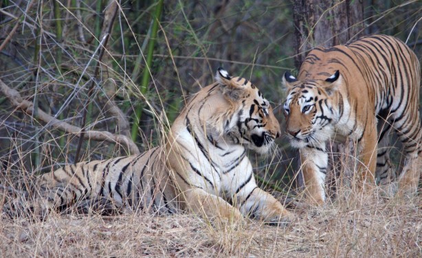 Namasté reizigers spotten 28 tijgers in India!