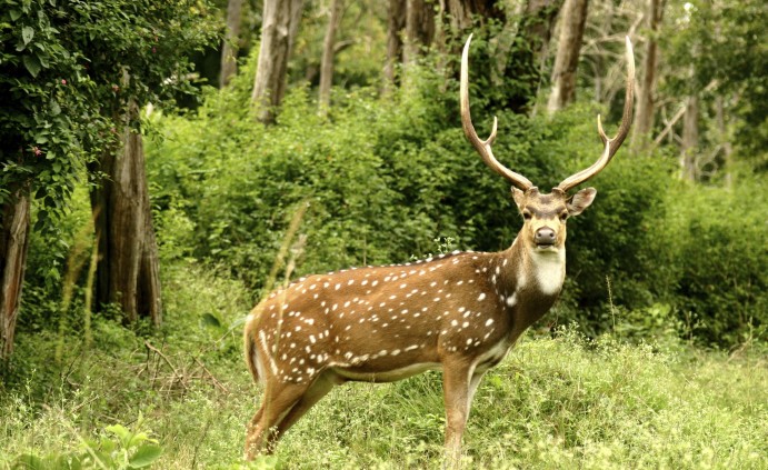 Bandipur National Park, Karnataka