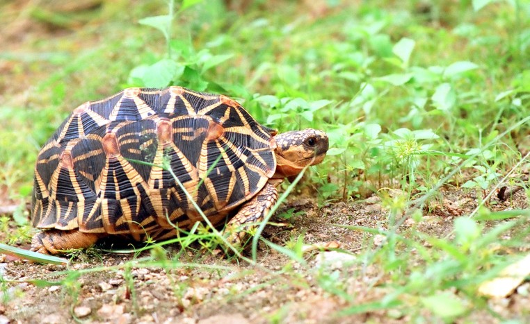 Burmese schildpadden