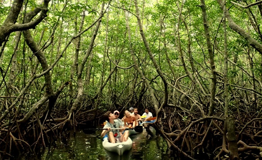 Kayakken door mangrove