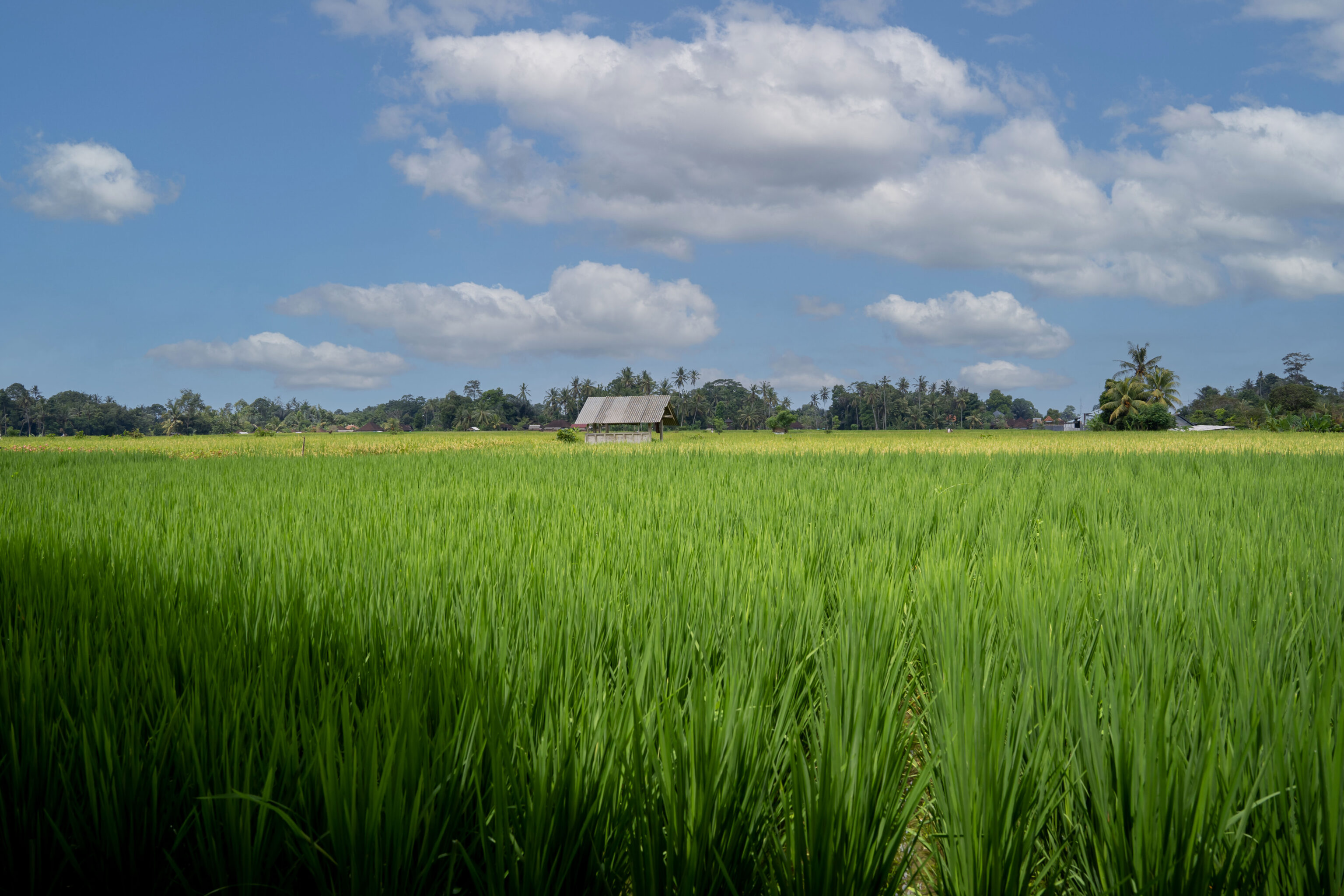Rijstveld Bali