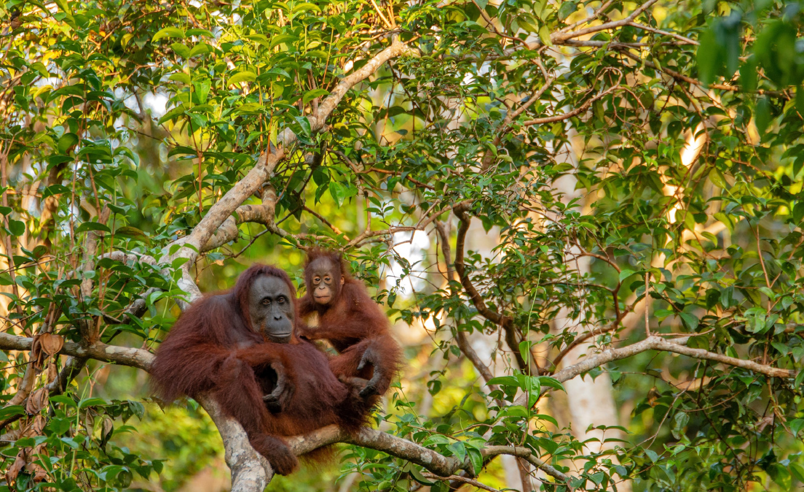 orangutan-3985939-1586188548