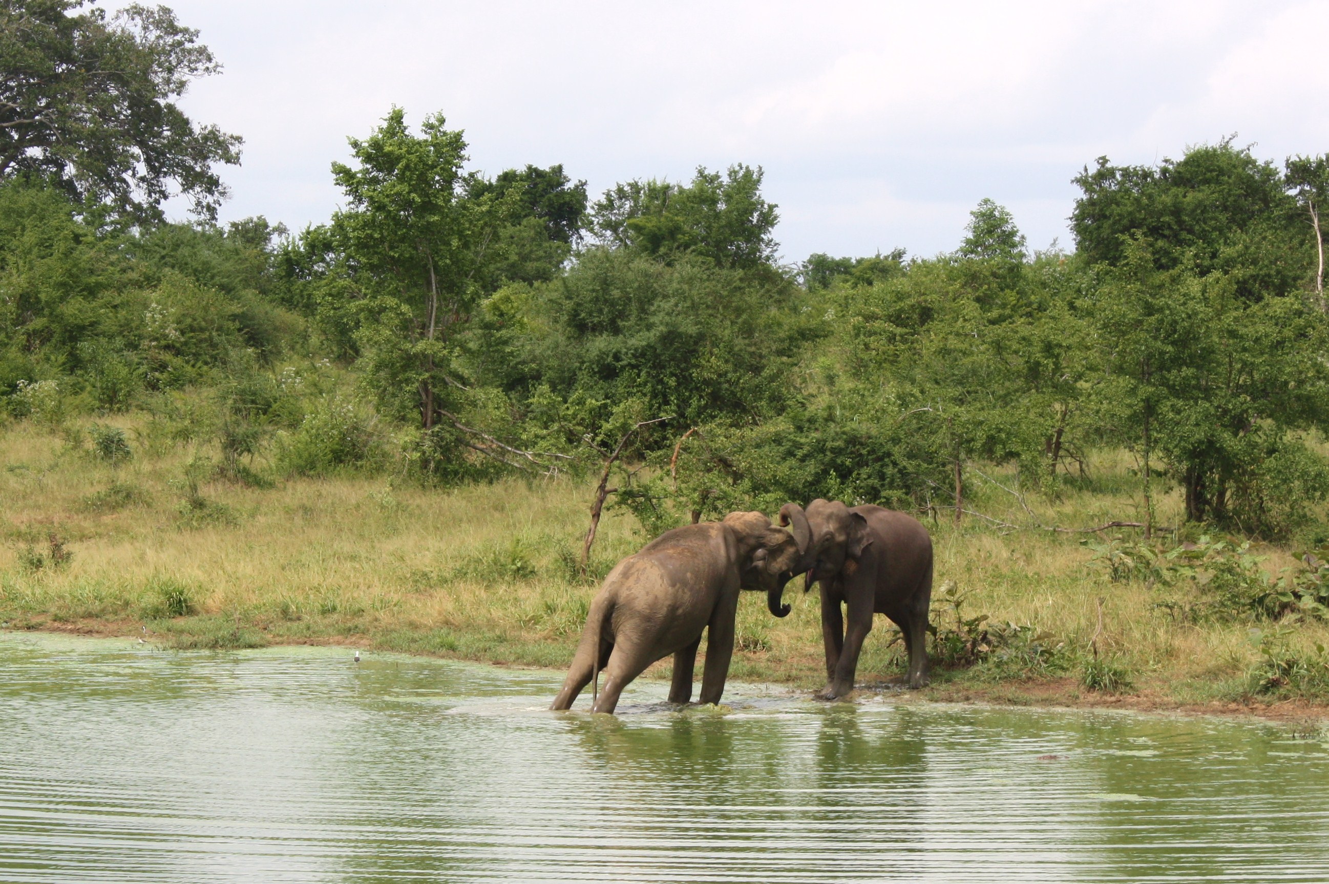 Udawalawe, Sri Lanka