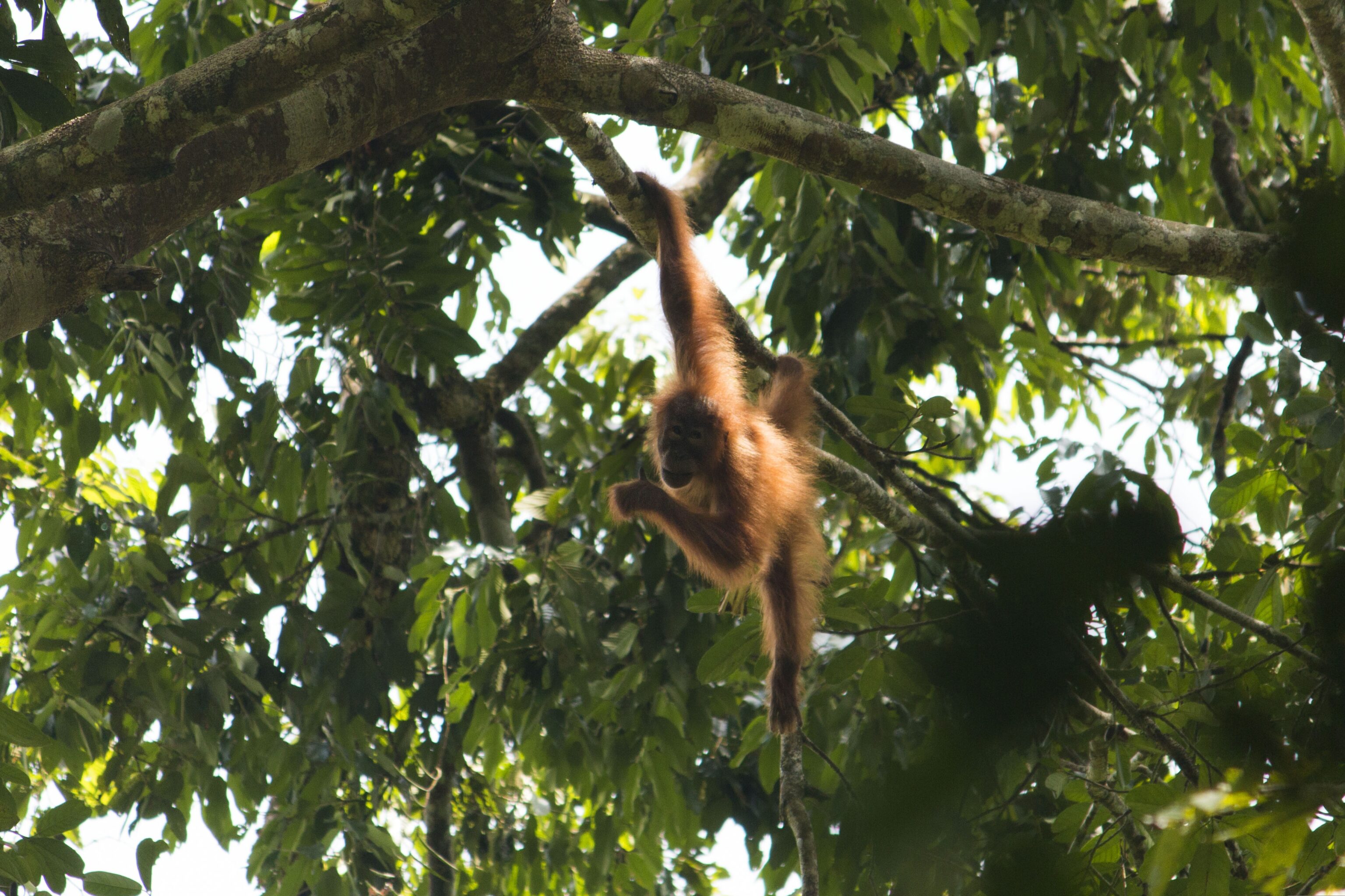 Orang Oetans in Sumatra
