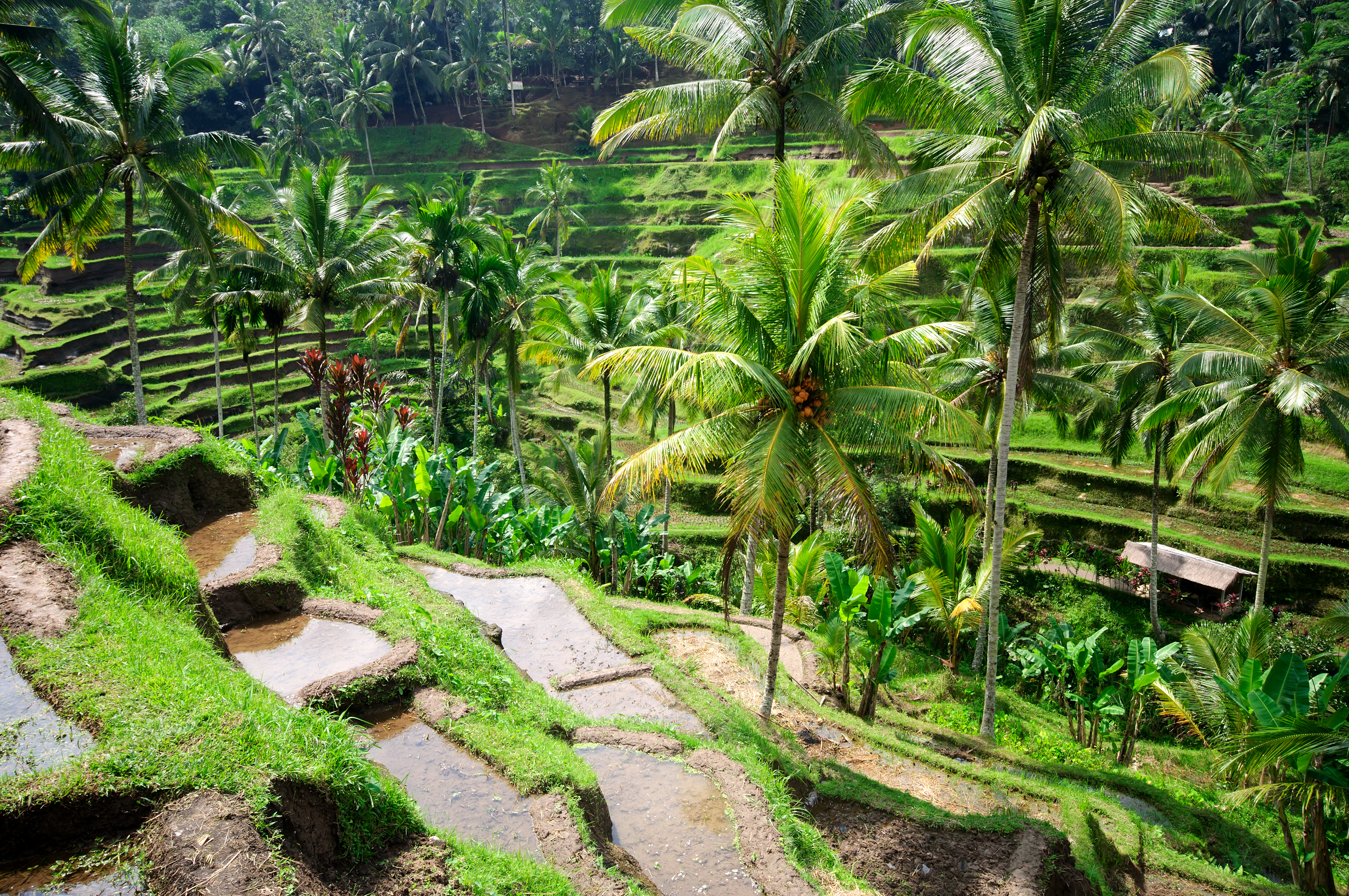 Beautiful,Green,Terrace,Paddy,Fields,On,Bali,,Indonesia