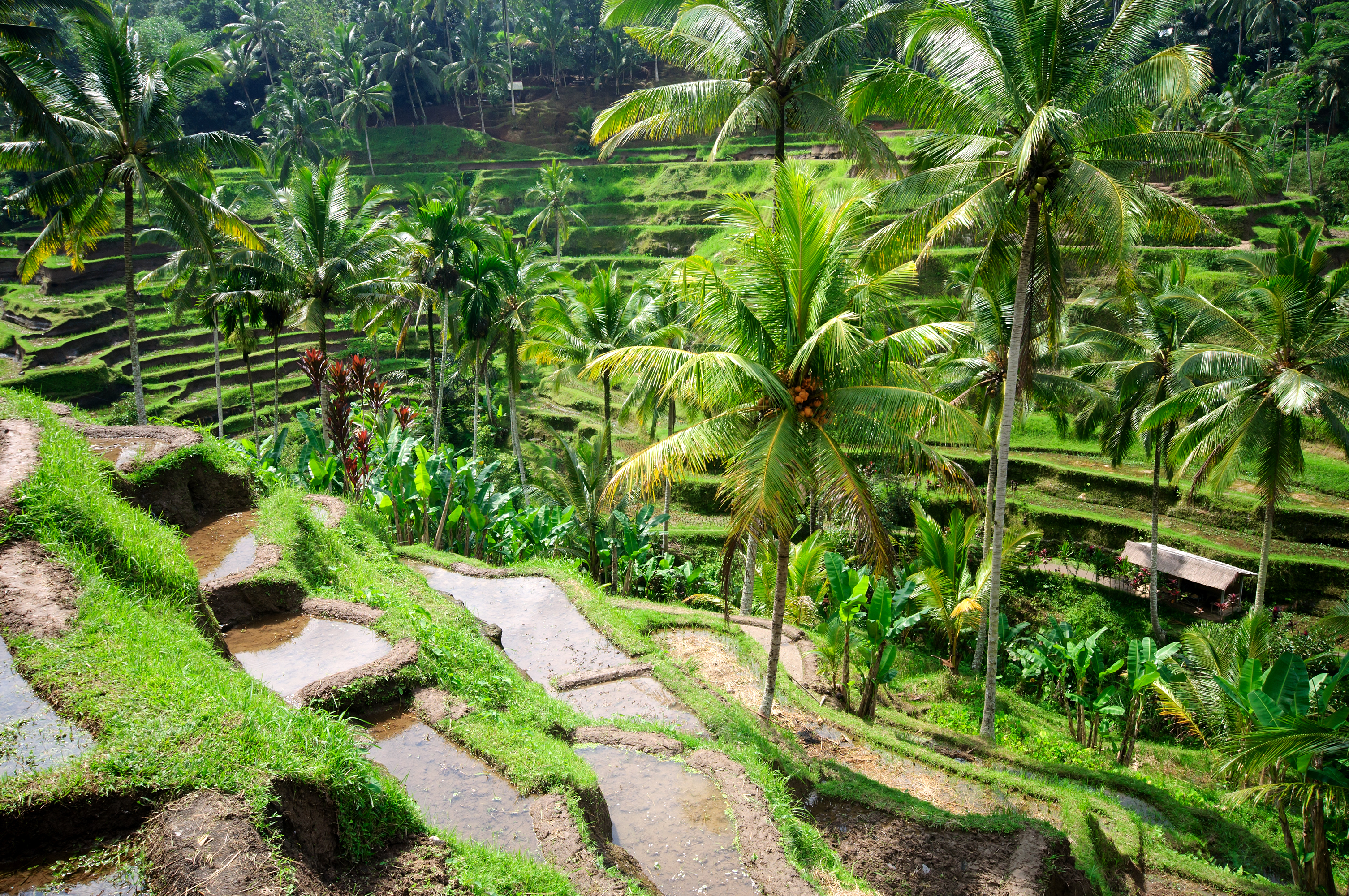 Rijstvelden in Ubud Bali