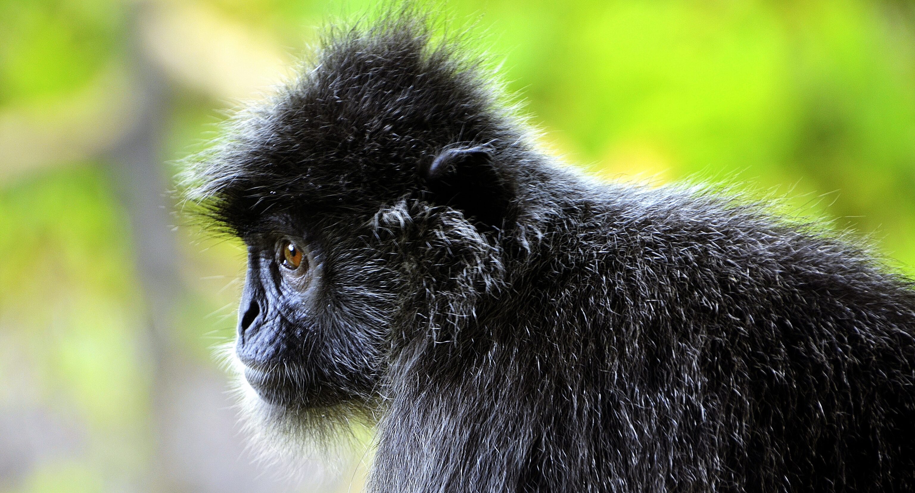 Sumatra