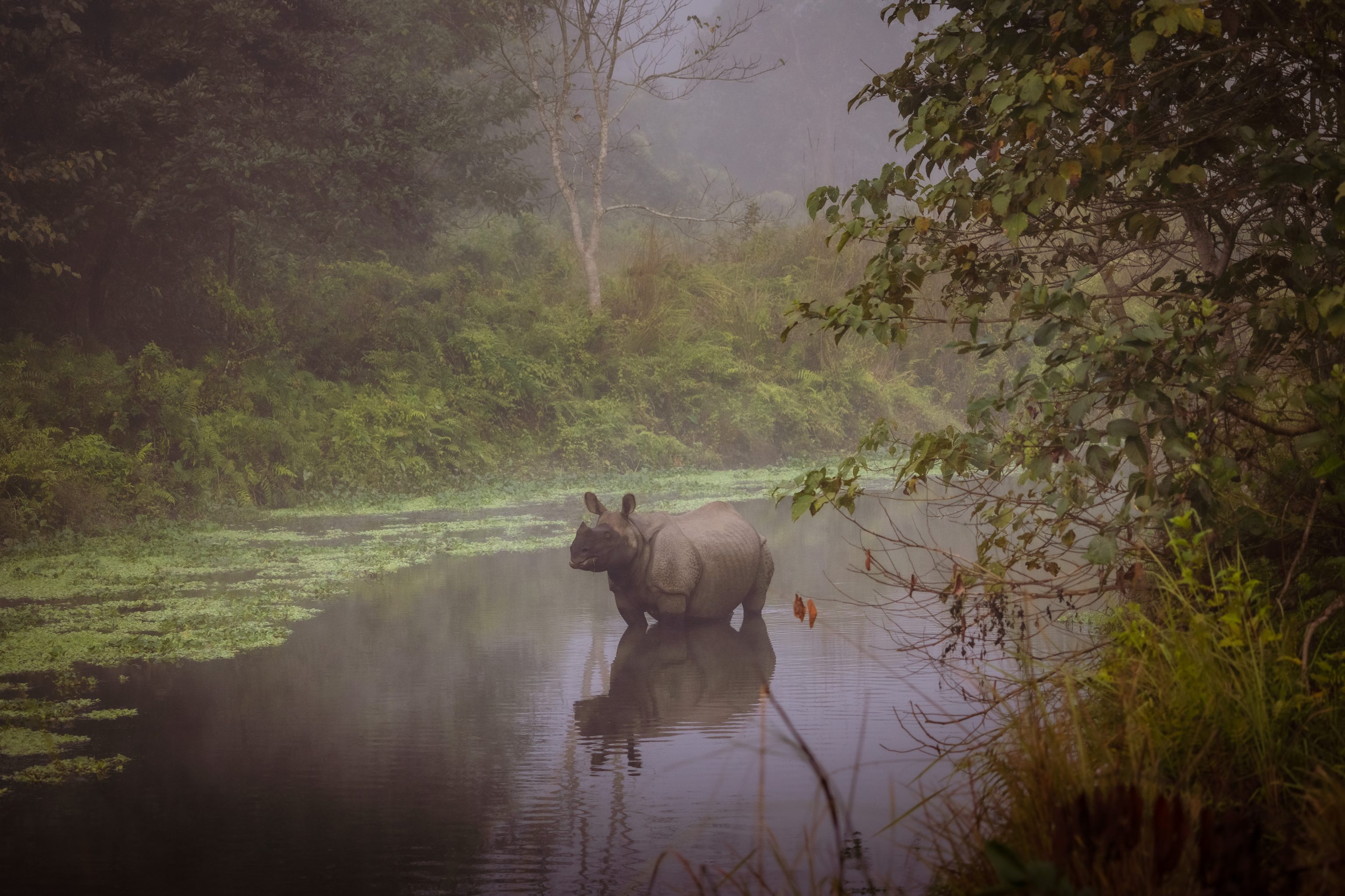 Neushoorn in Chitwan NP