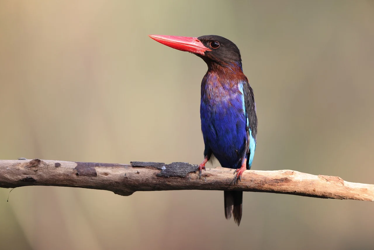 bird-8376009_1280
