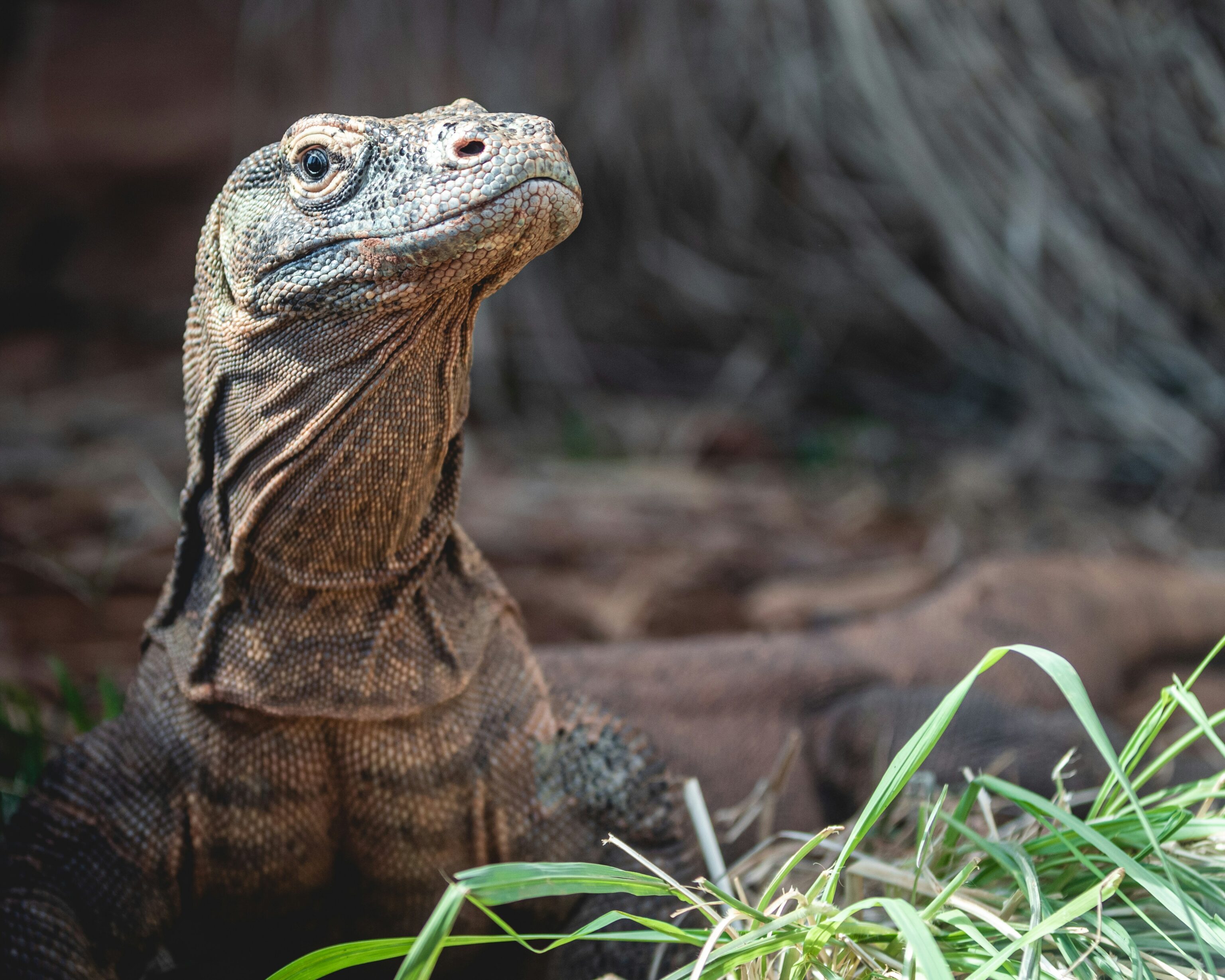 Boottocht door het Komodo N.P.