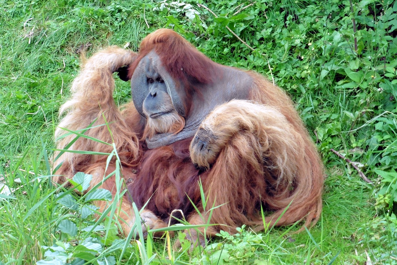 monkey-492389_1280