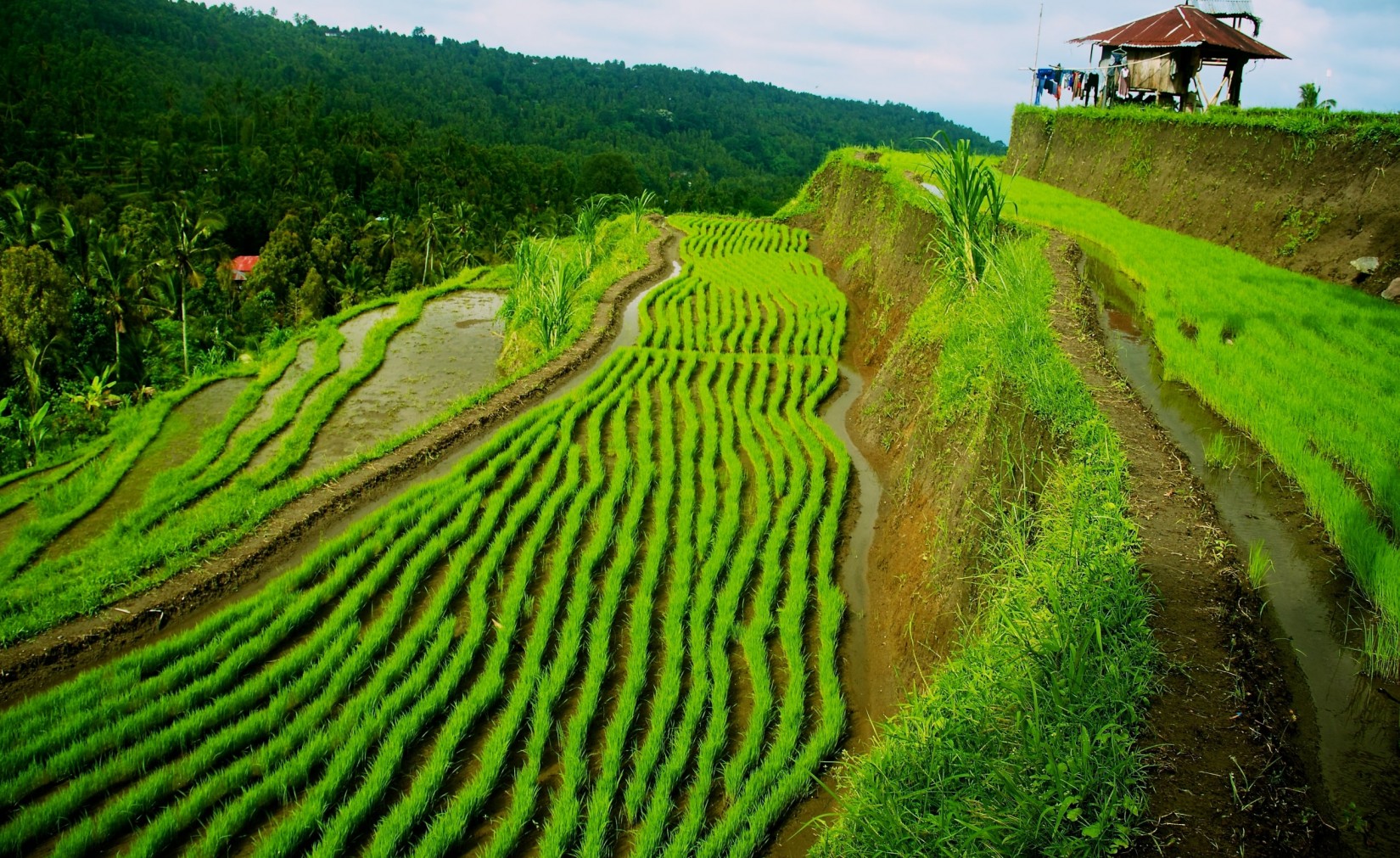 Munduk