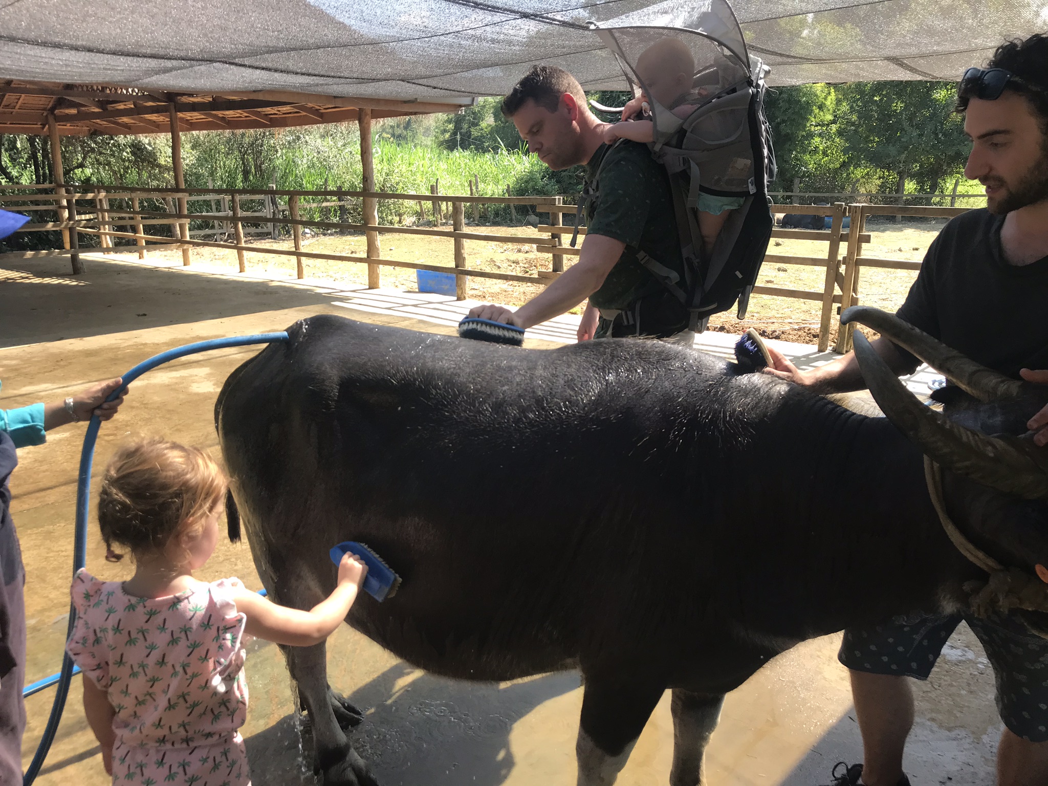 12. Buffalo Dairy
