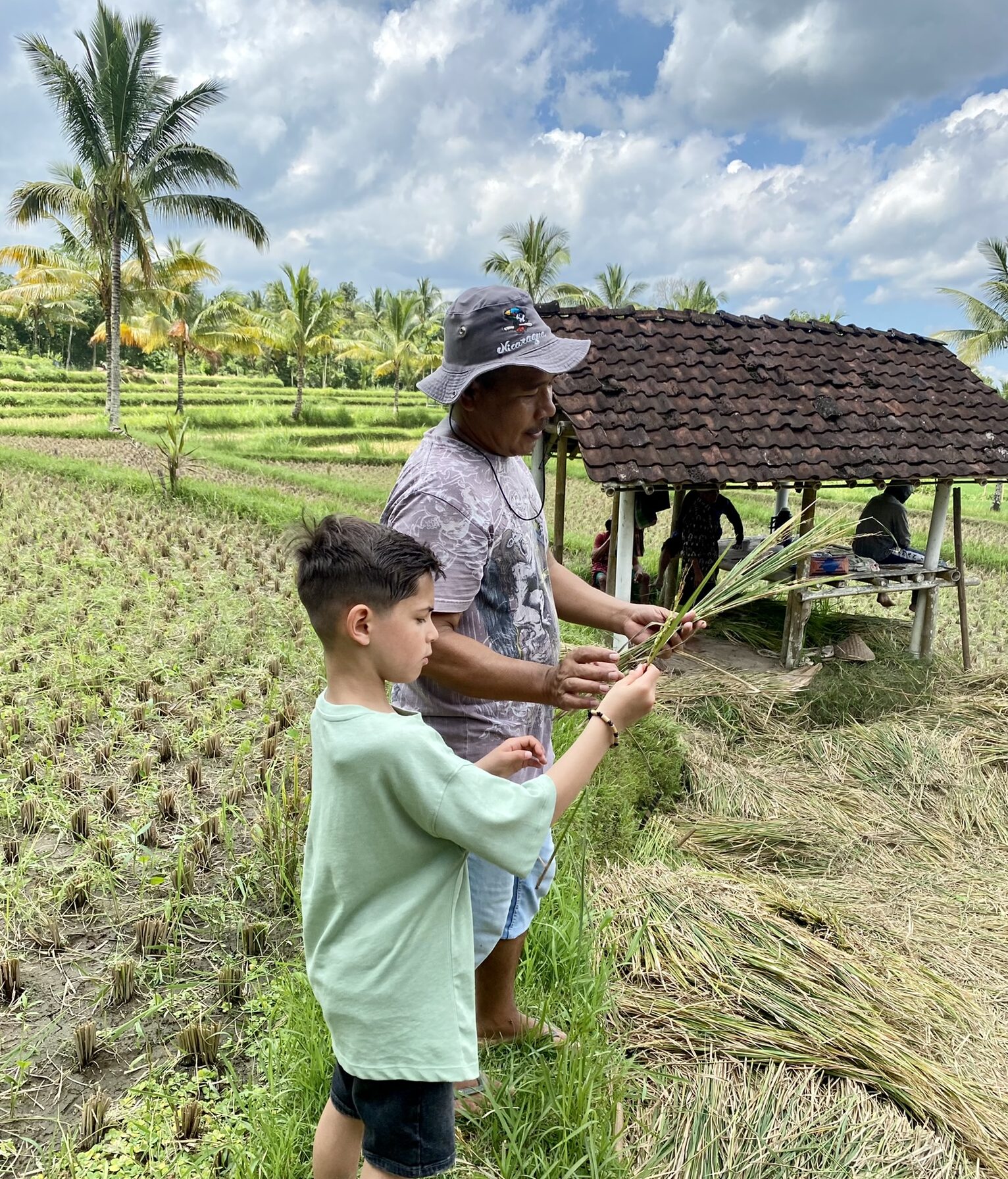 Rijstvelden in Lombok