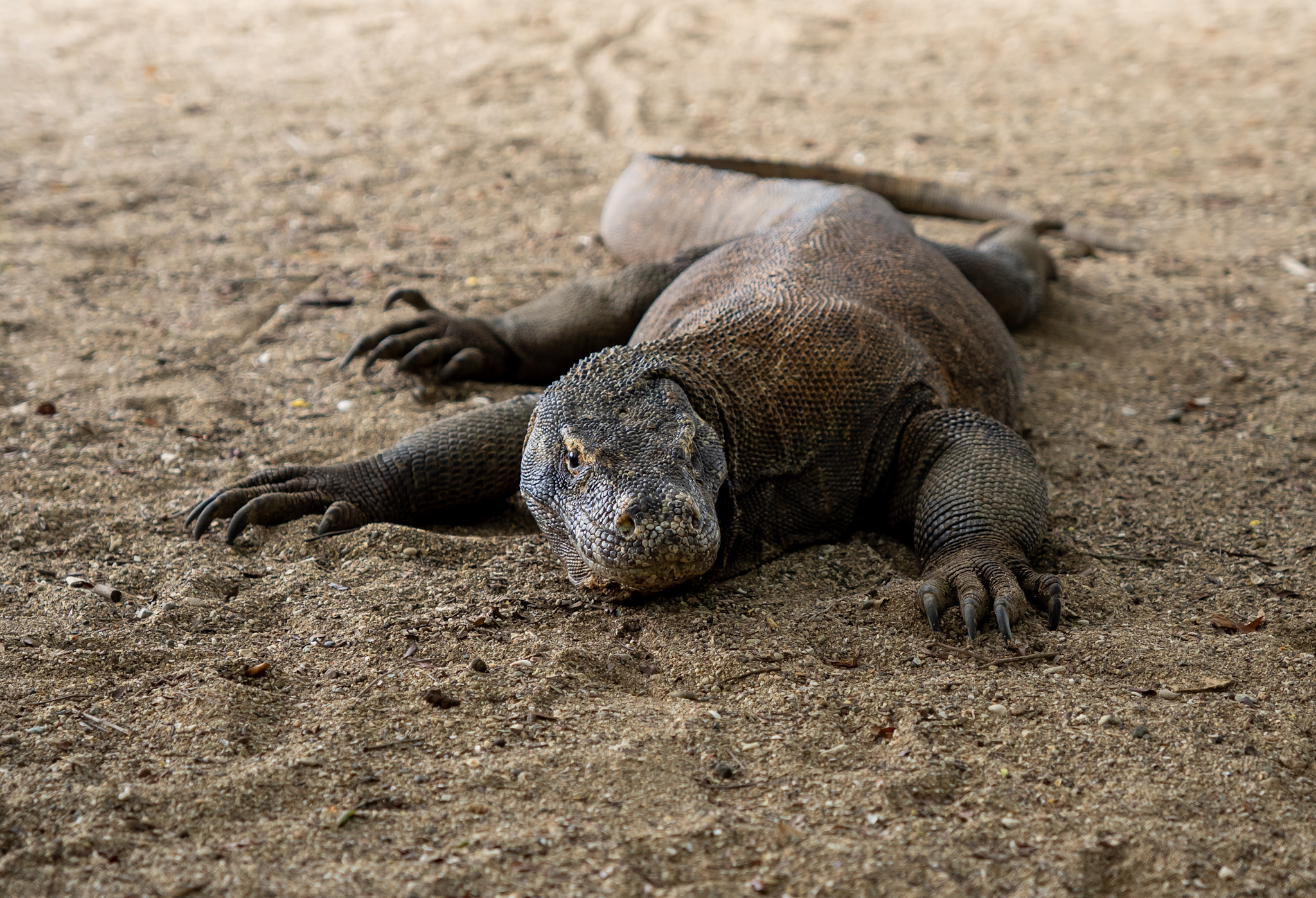 Komodovaraan op Komodo Island