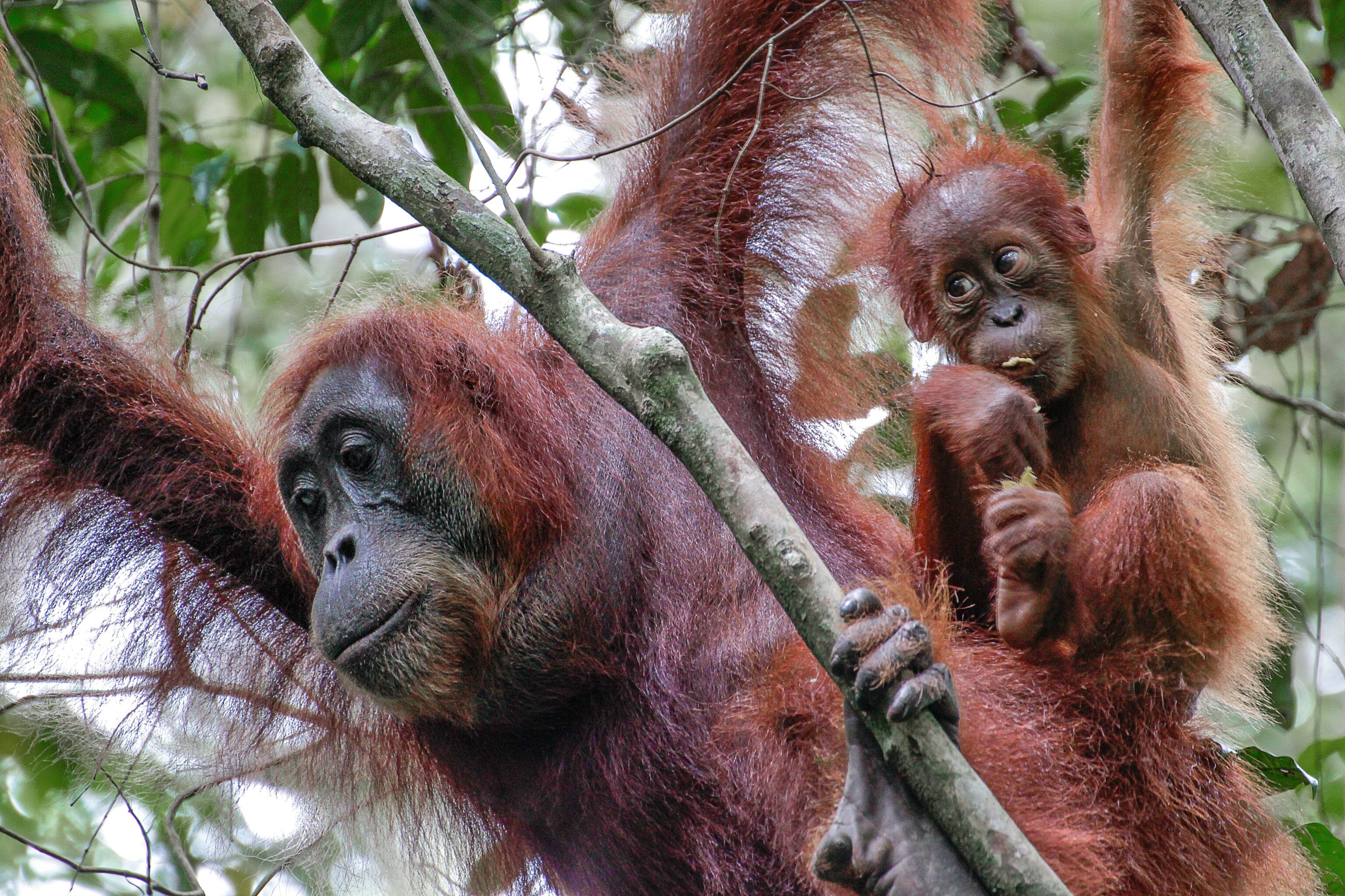 Jungle trekking in Gunung Leuser National Park, Atjeh, Barisan gebergte.