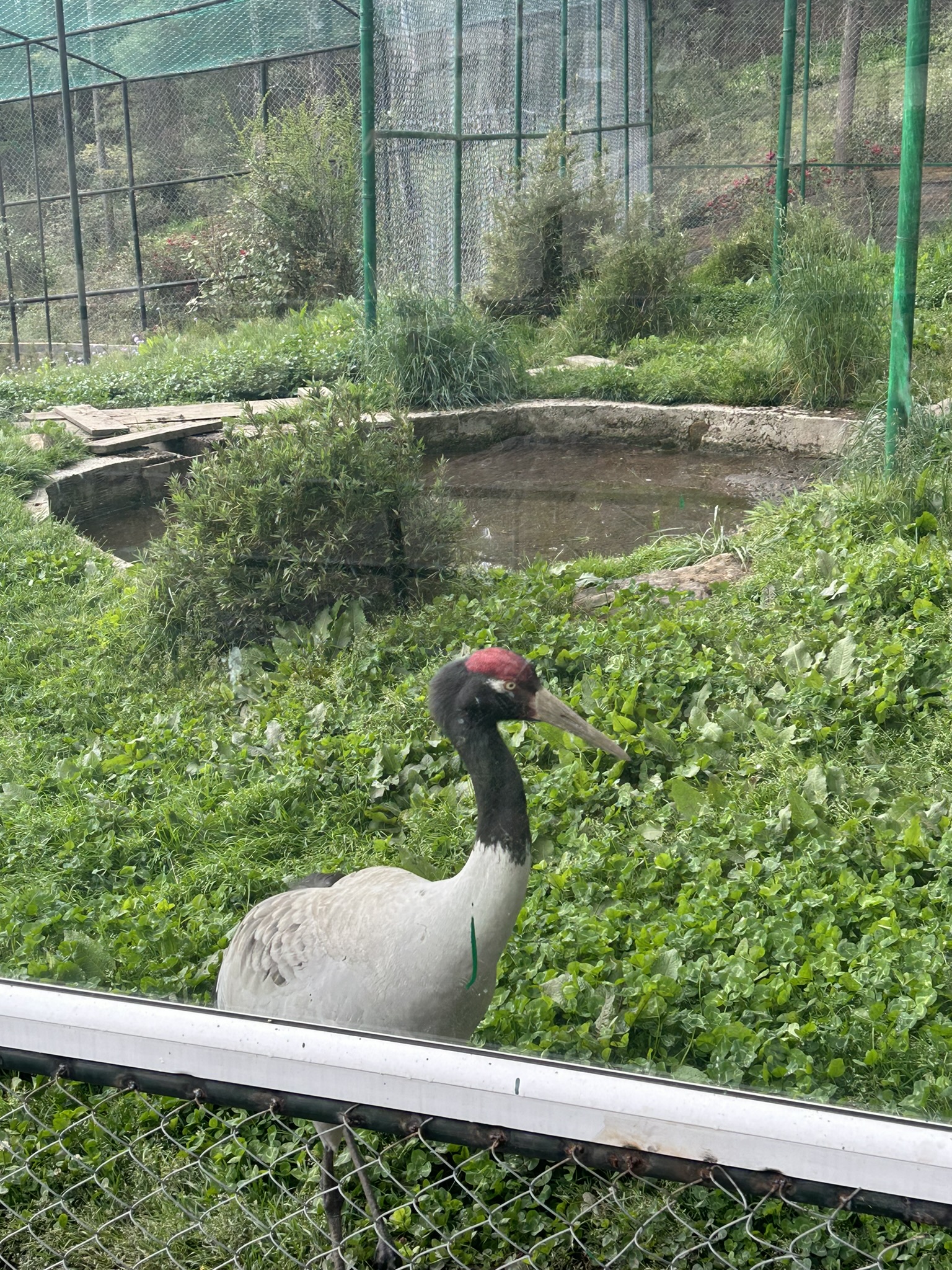 Black Neck Crane Visitor Centre in Bhutan