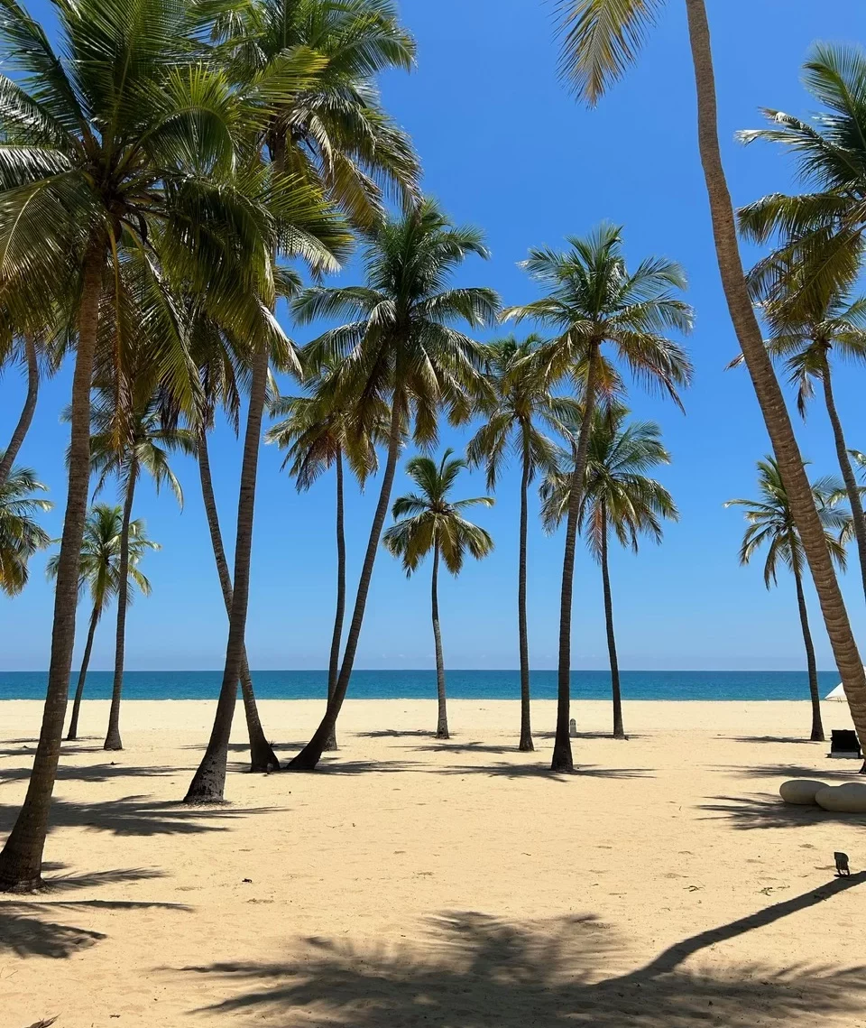 Palmbomen in Sri Lanka. Tropisch Sri Lanka.