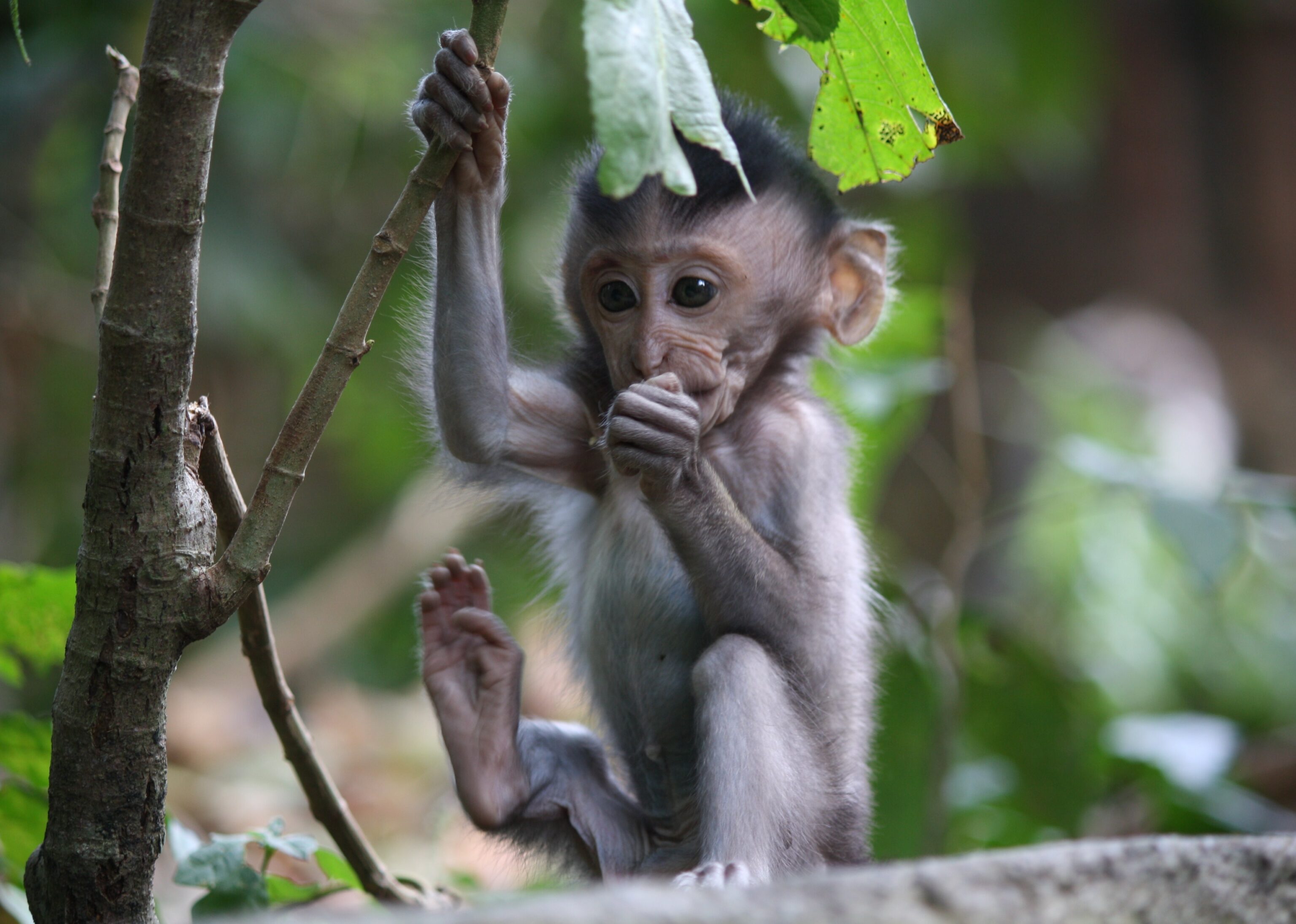 Monkey Forest, Ubud