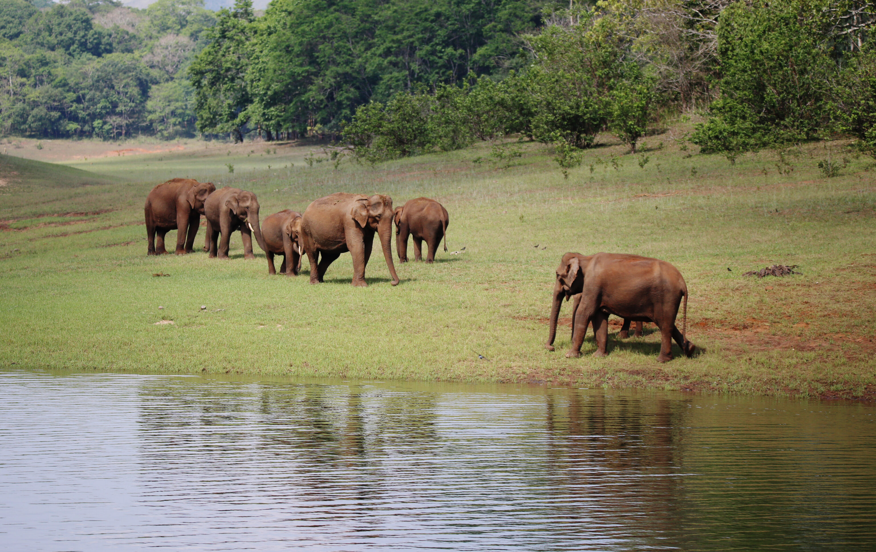 Periyar National Park