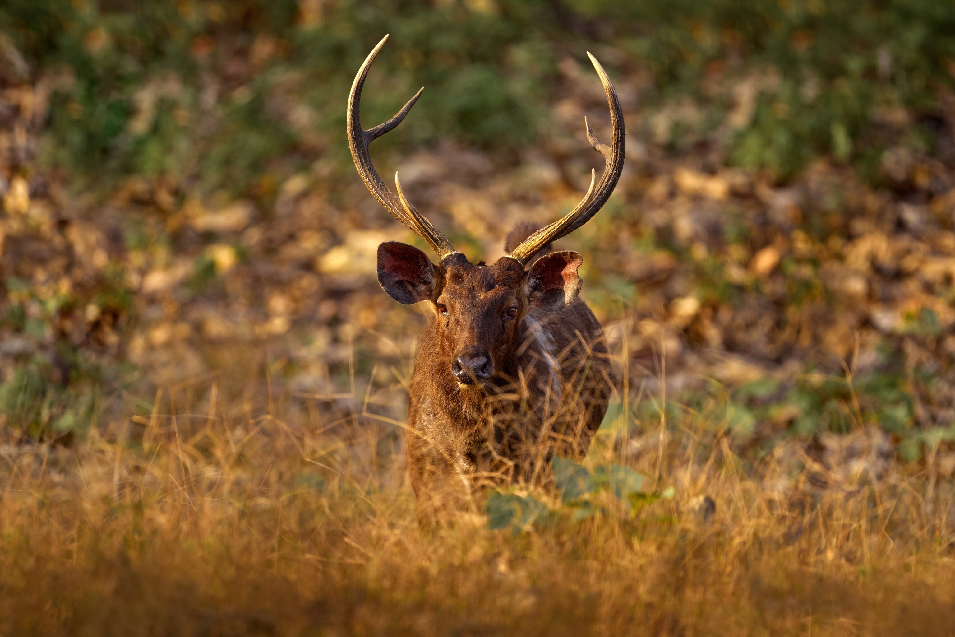 Sambar in Nagarhole