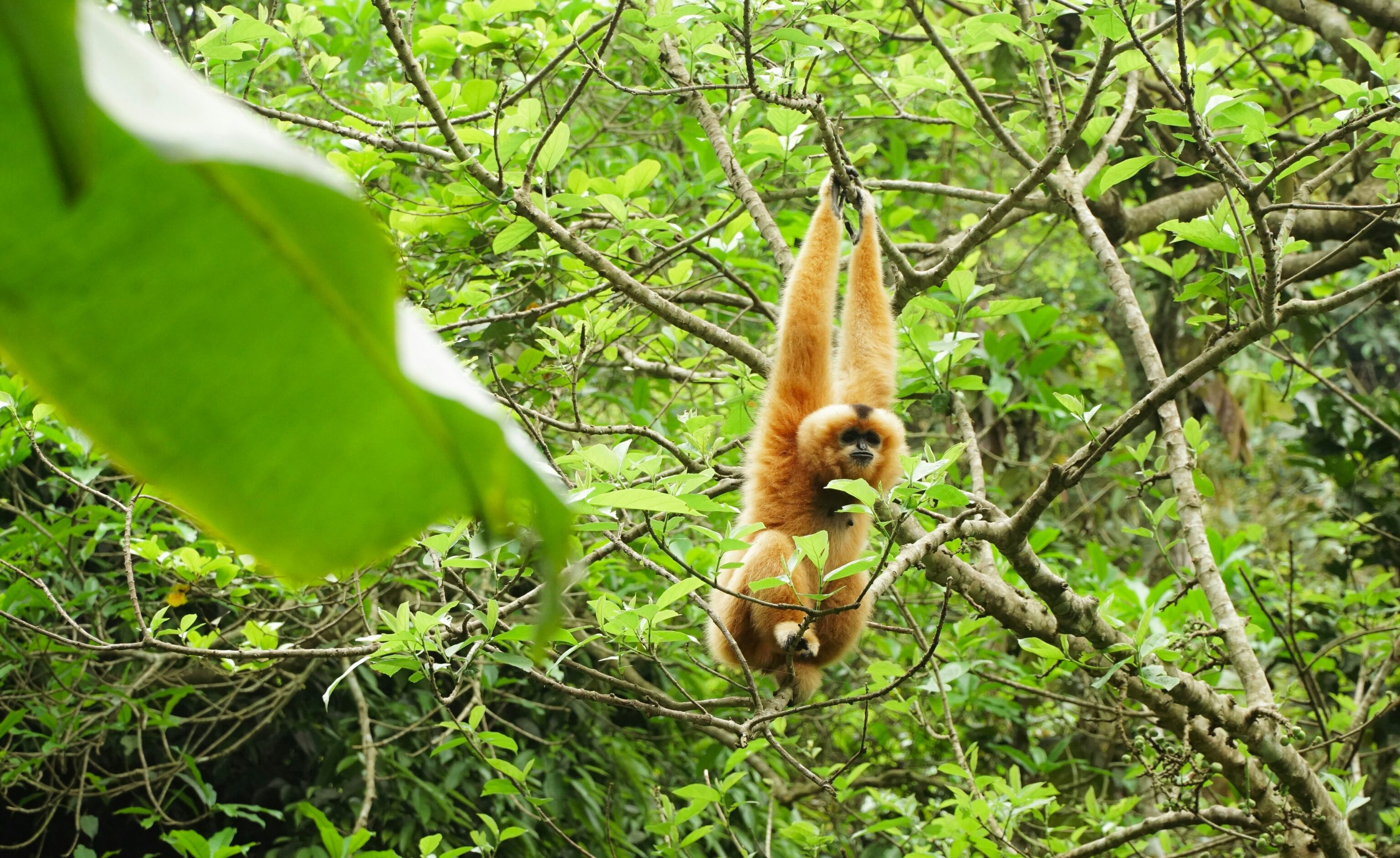 Cuc Phuong NP