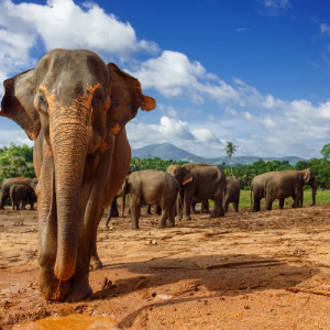 Wildlife