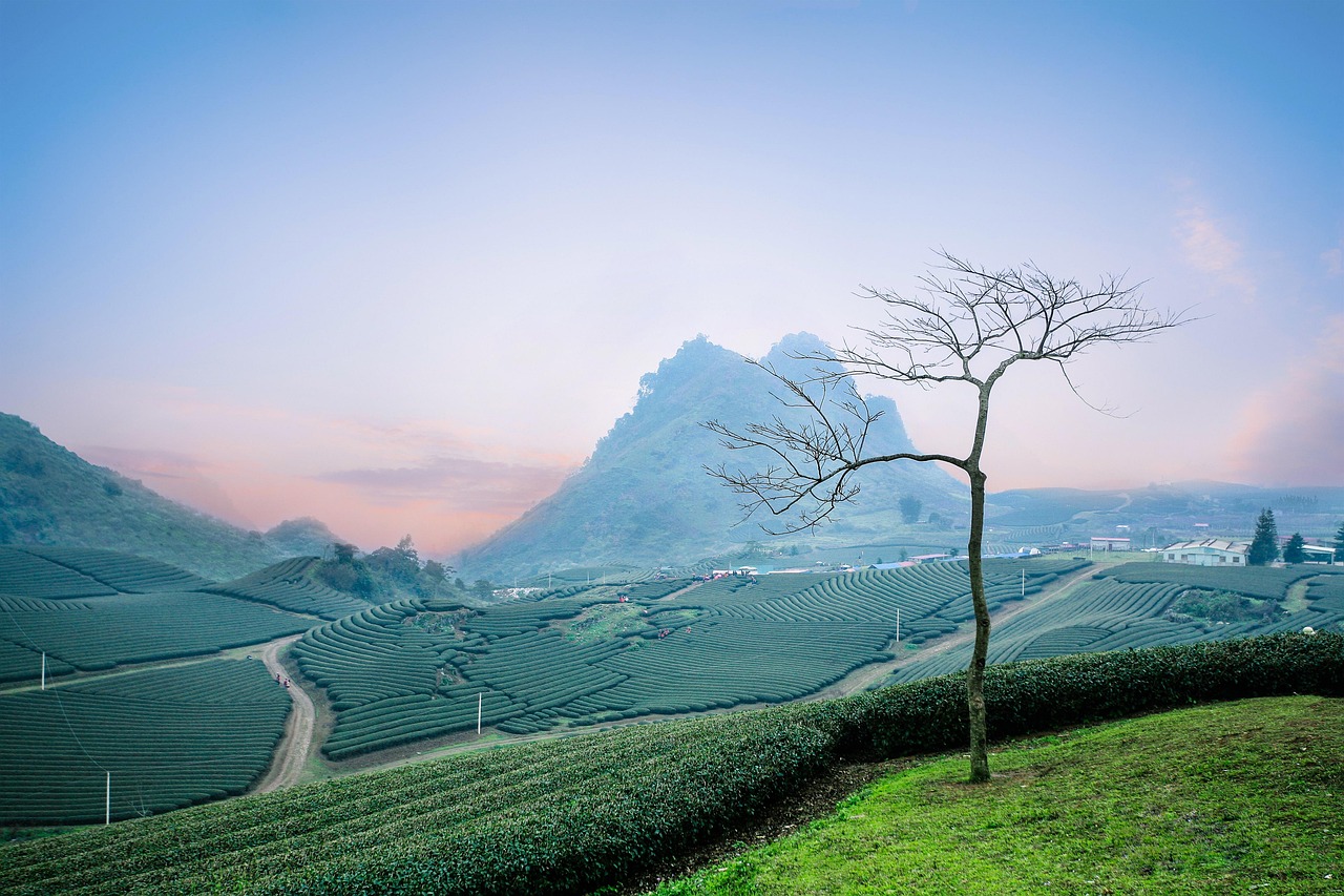 Moc Chau, thee plantage