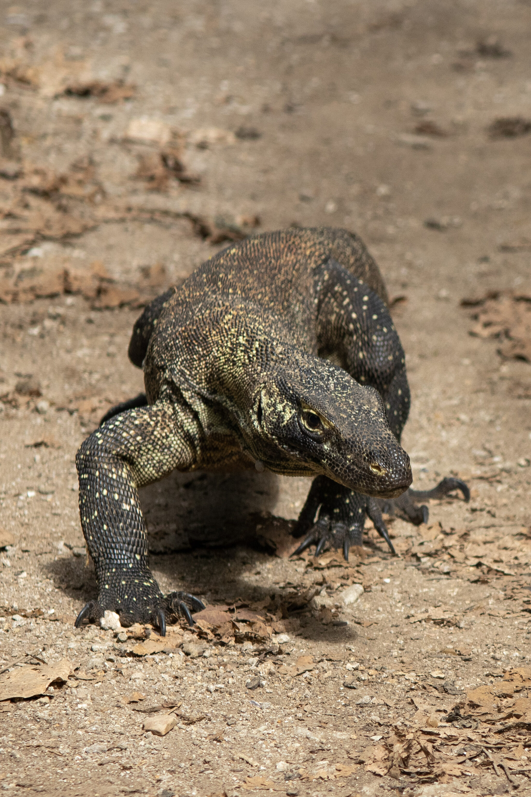 Komodovaraan