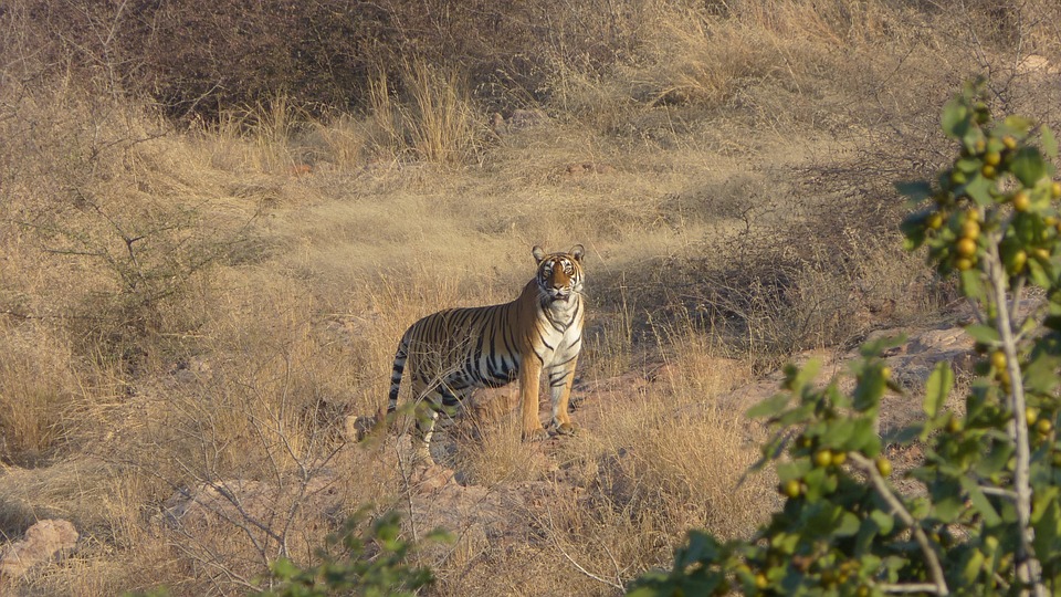 India-Corbett-National Park-peteranta-animal-world-3308539_960_720