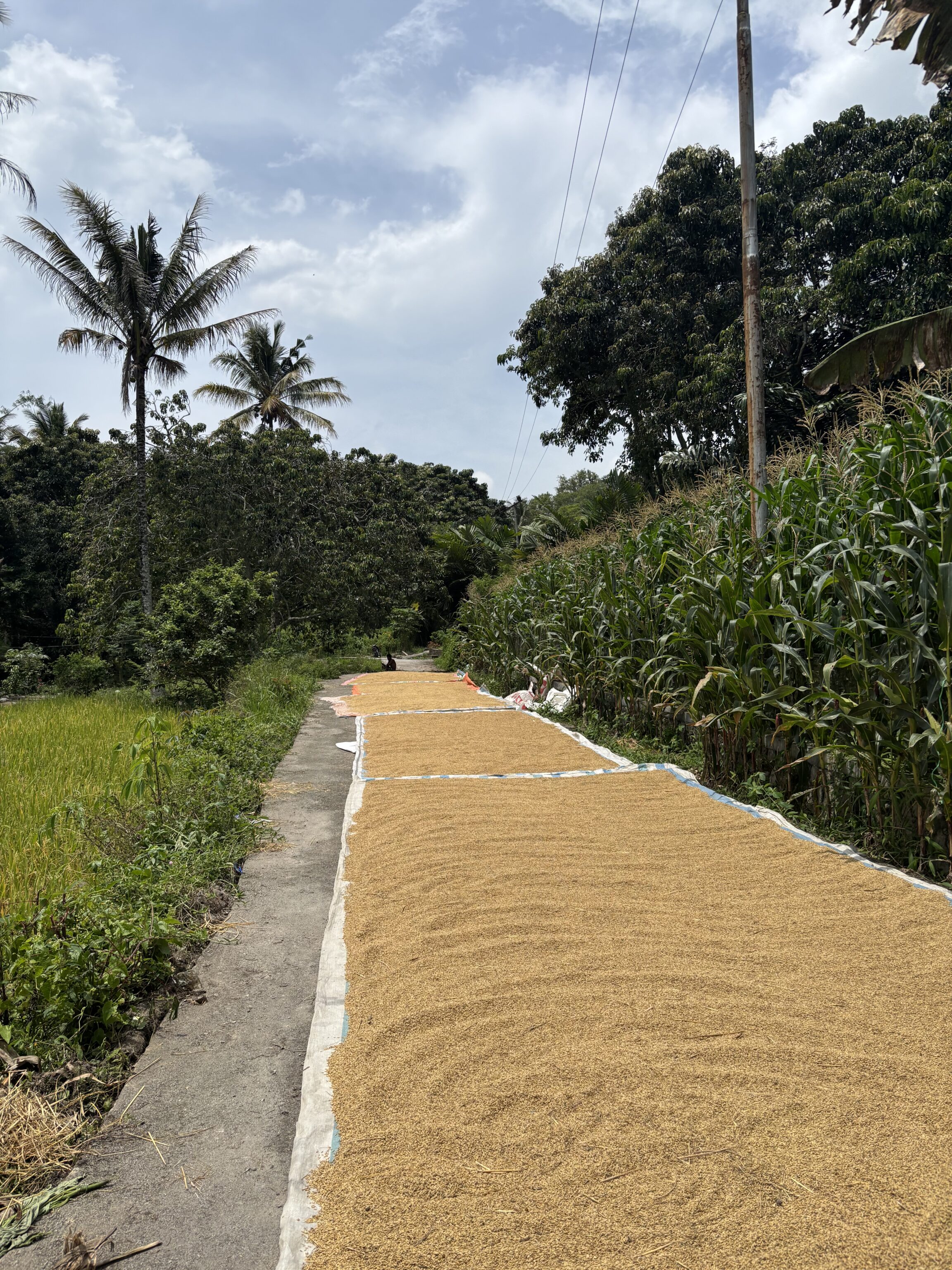 Indonesie - Sumatra - wandelen dorpjes Samosir - rijst - Foto van Nina