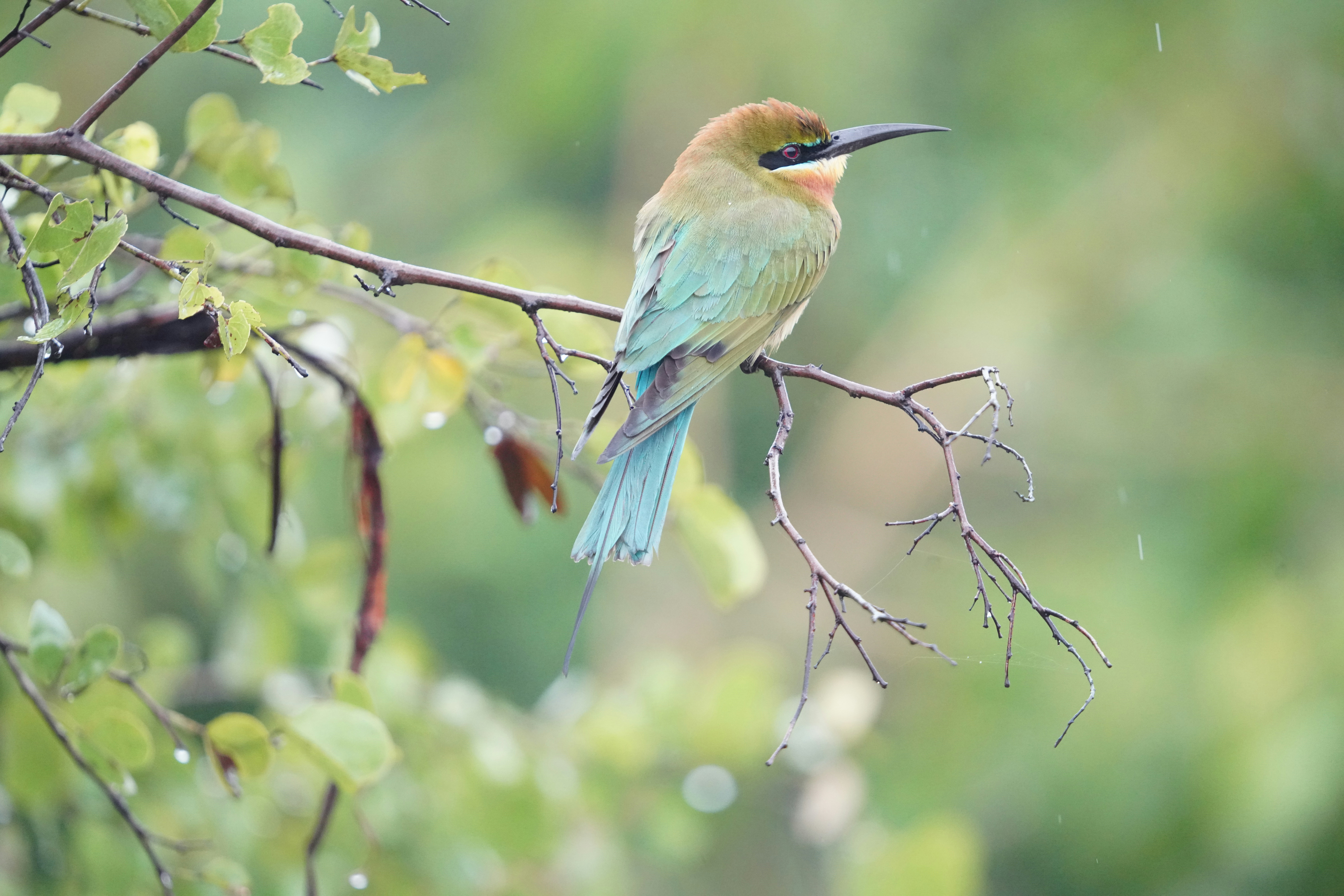 Sri Lanka - Udawalawe - Simon van rompaey via Unsplash