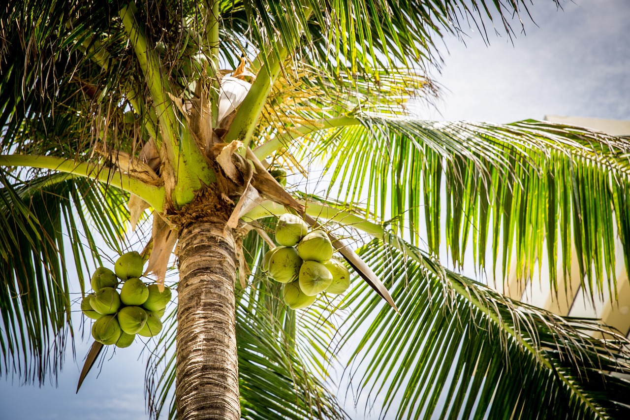 creditnaam Pexels-Sri Lanka-Kokosnoot-kokosnotenboom-tree-1281680_960_720