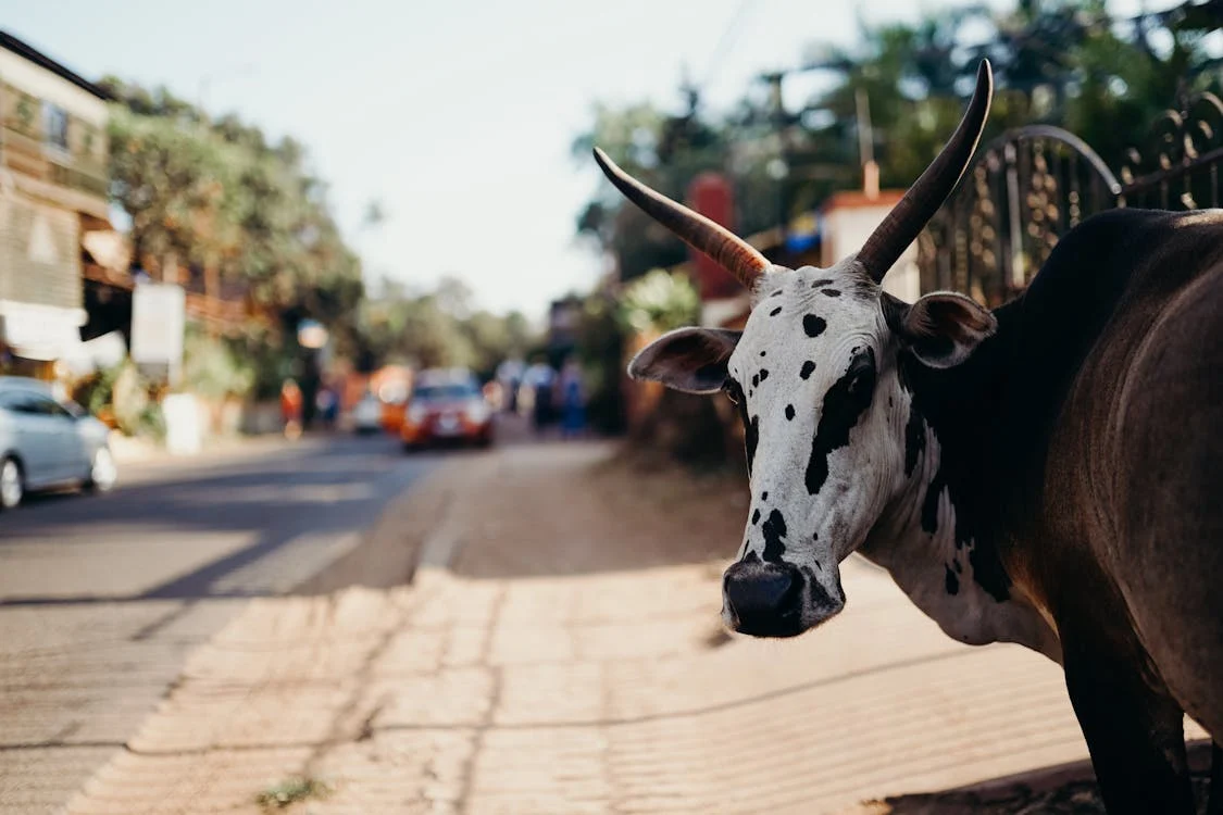 Koe in Goa