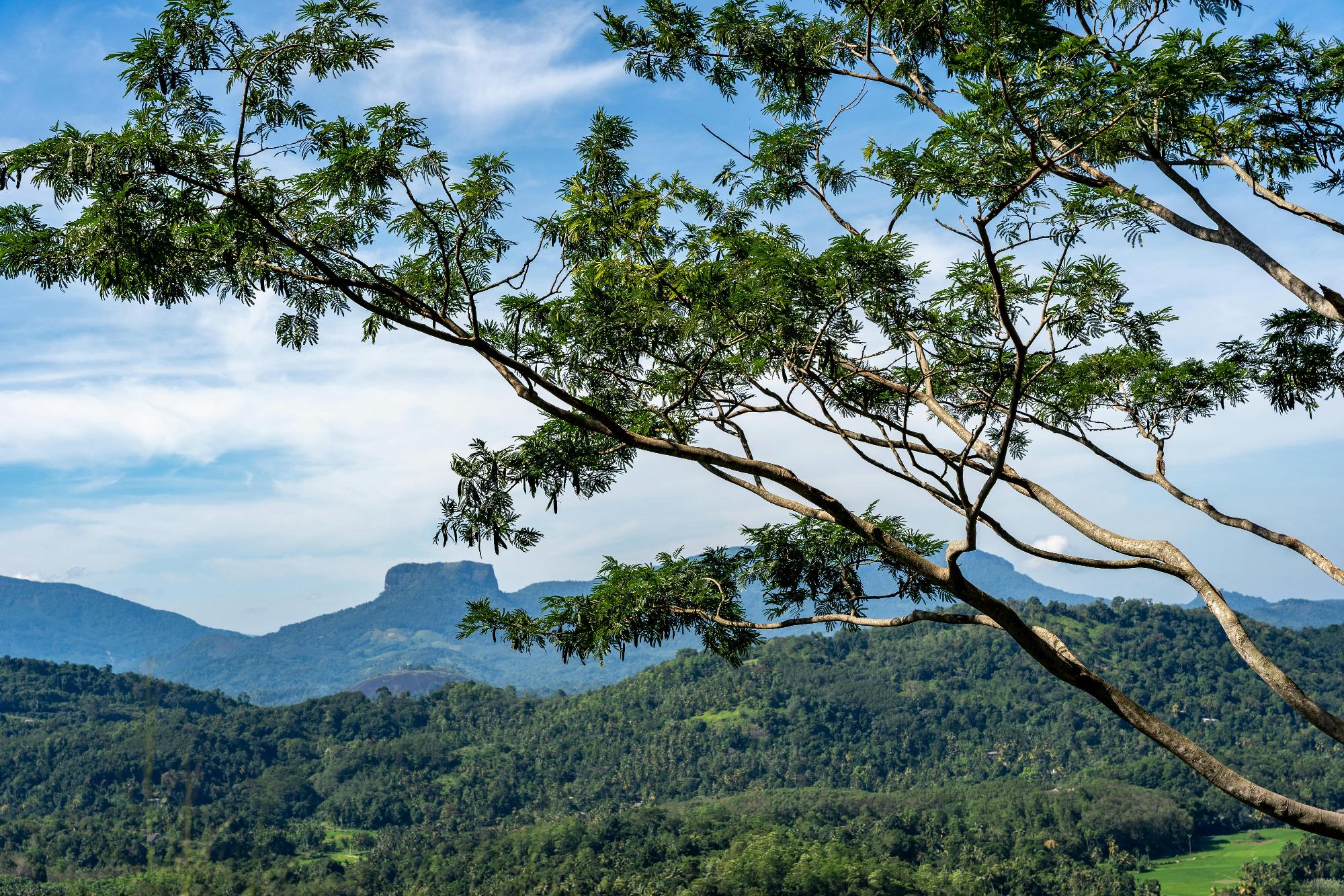 Sri Lanka-Knuckles-pexels-thilina-alagiyawanna-3266092-31001471