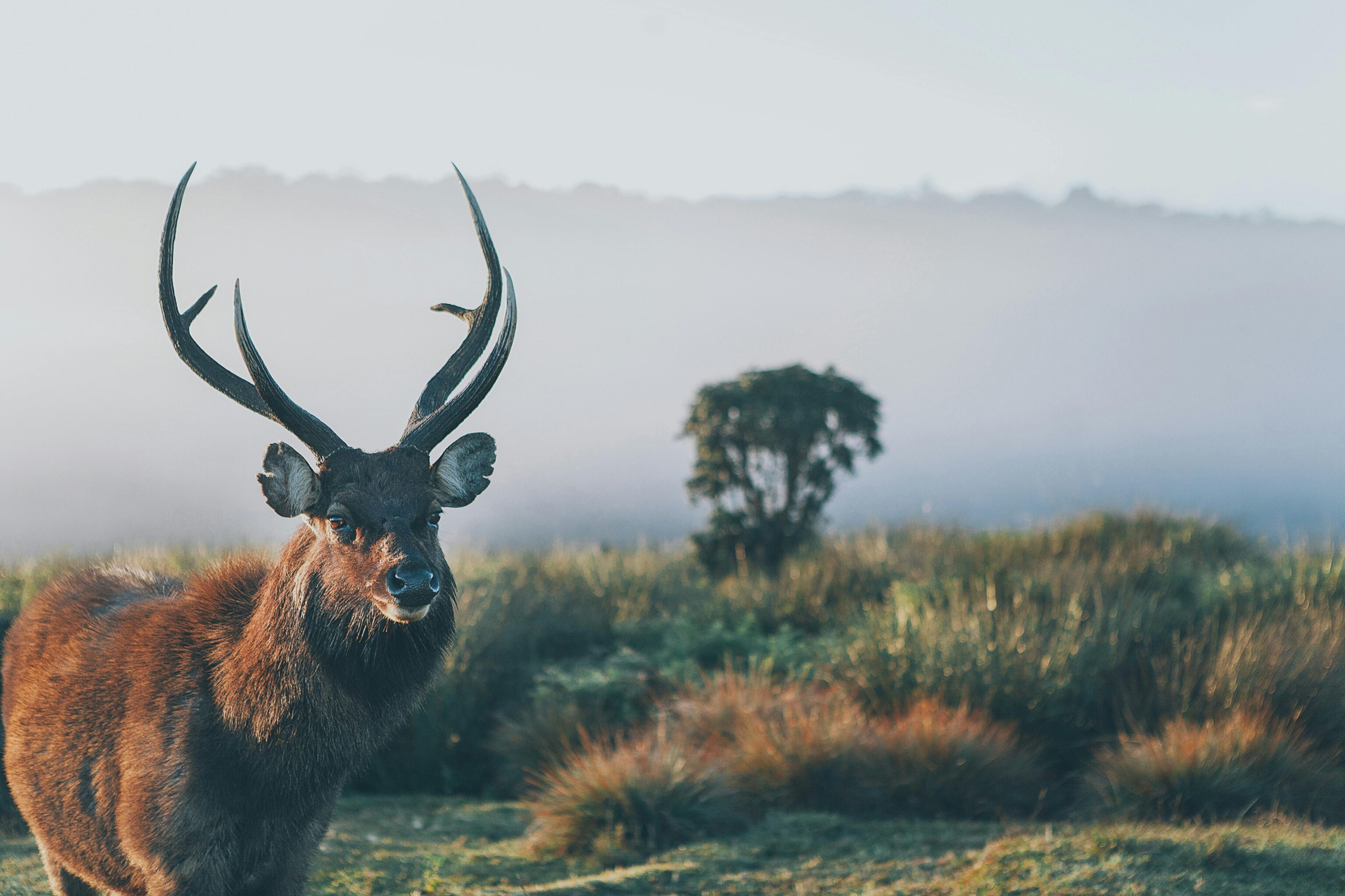 Horton Plains