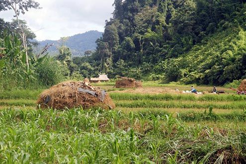 Laos-Gibbon Experience-Website's foto Sustainable Agriculture