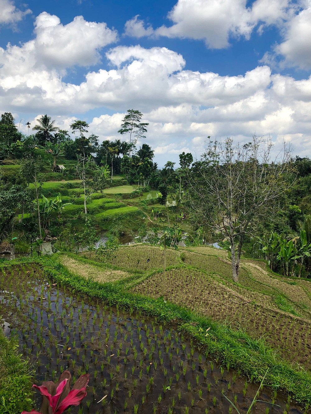Omgeving van Monkey Forest in Tetebatu