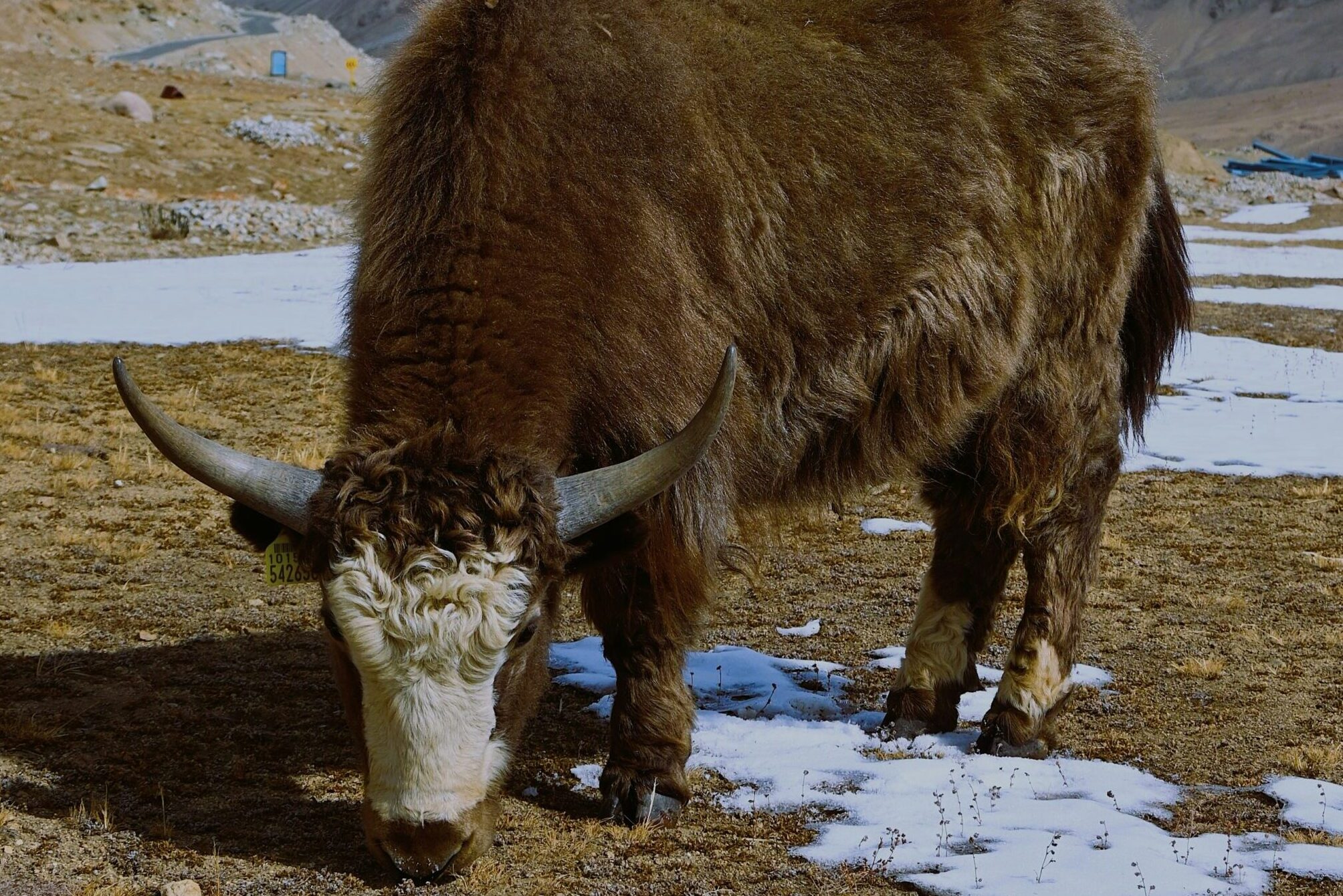 Yak Bhutan