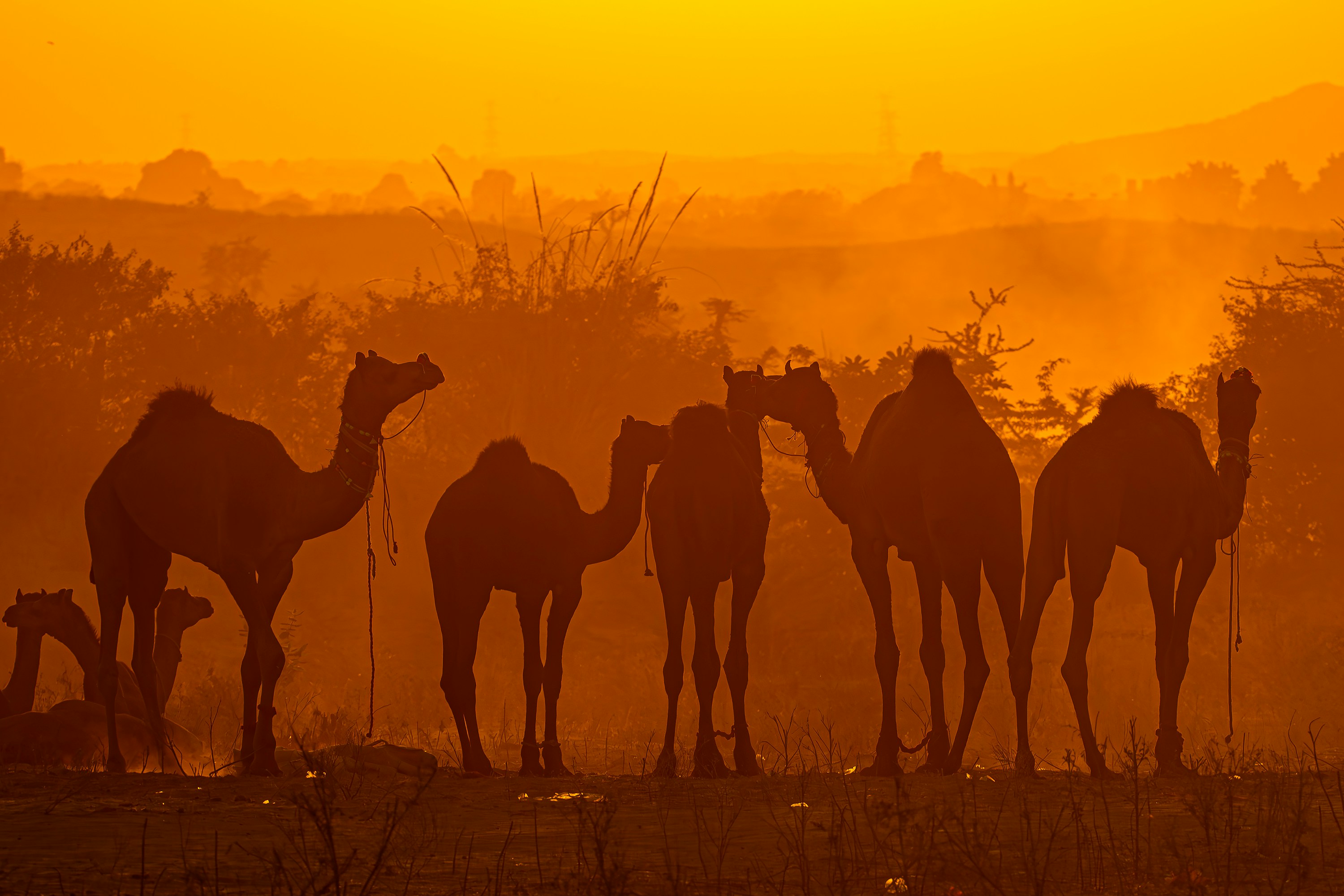 Kamelensafari Pushkar