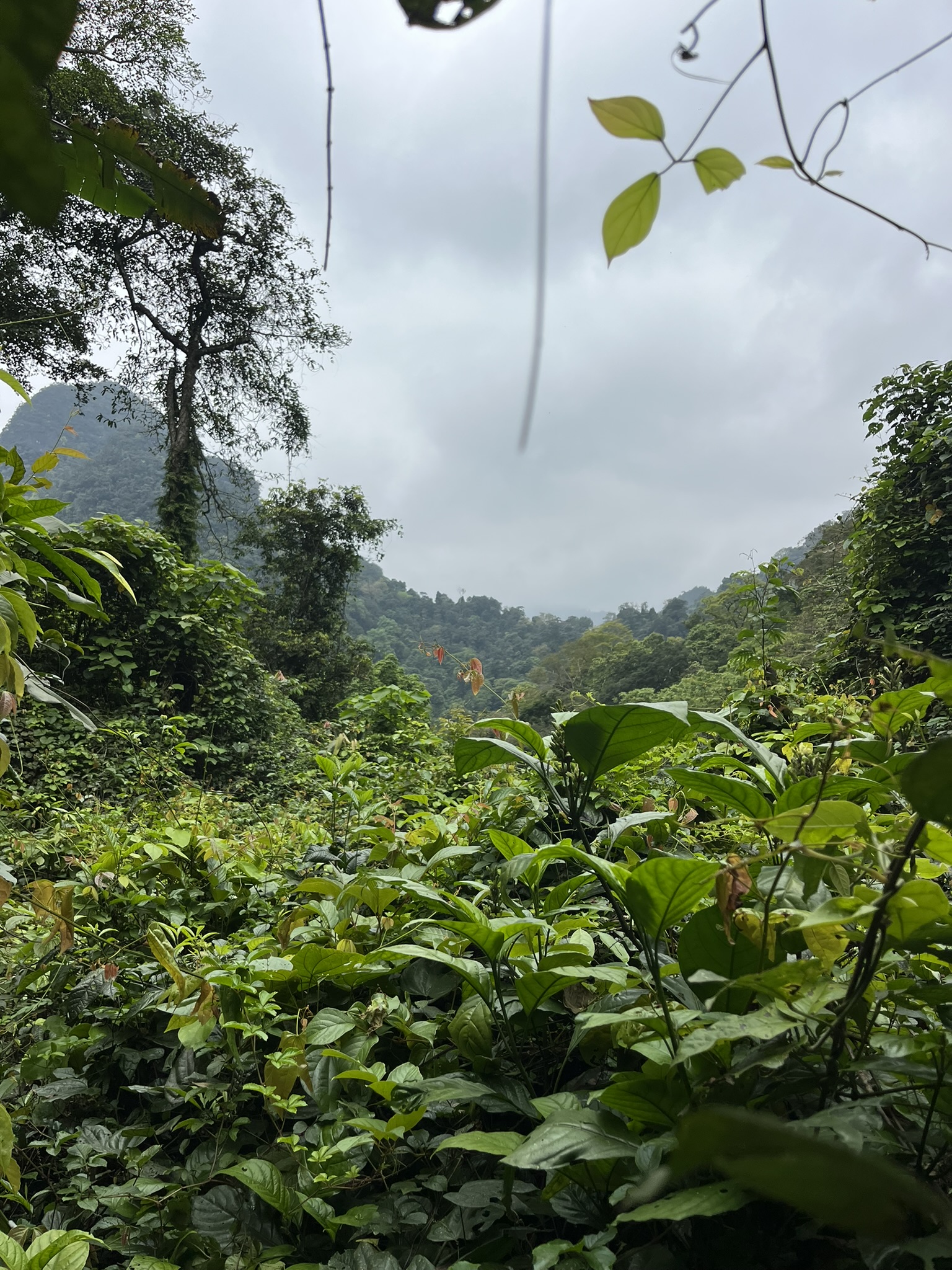 Phong Nha
