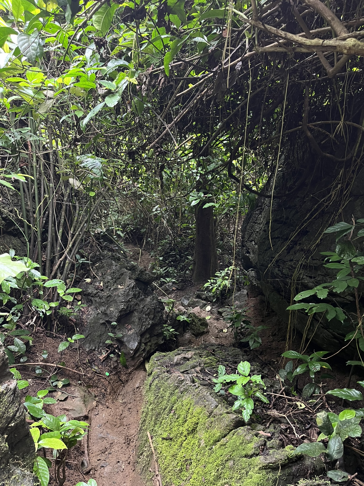 Phong Nha