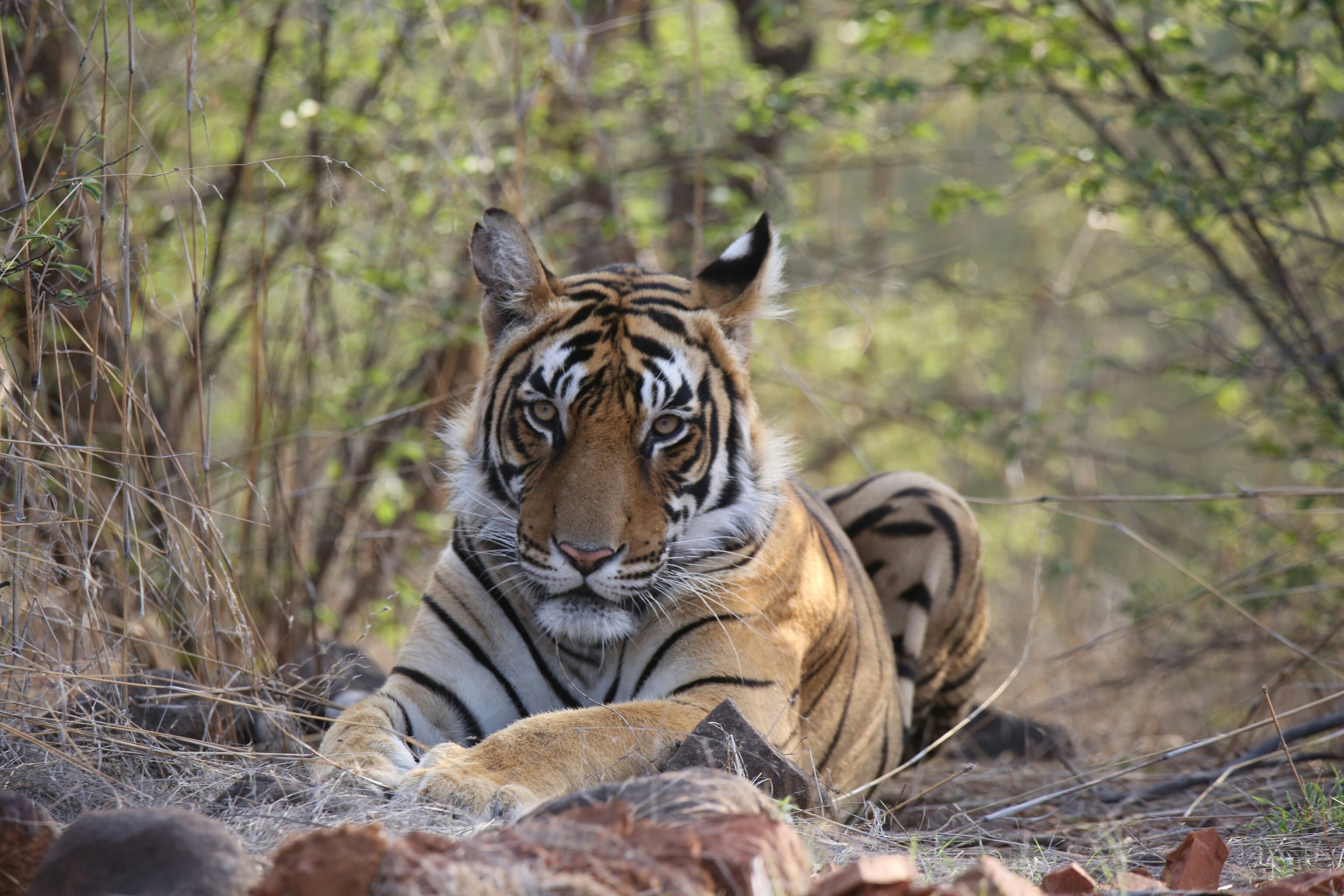 Ranthambore