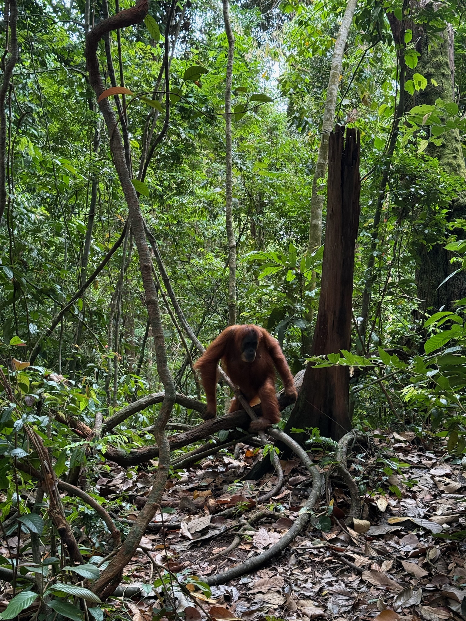 Orang-oetan in de jungle