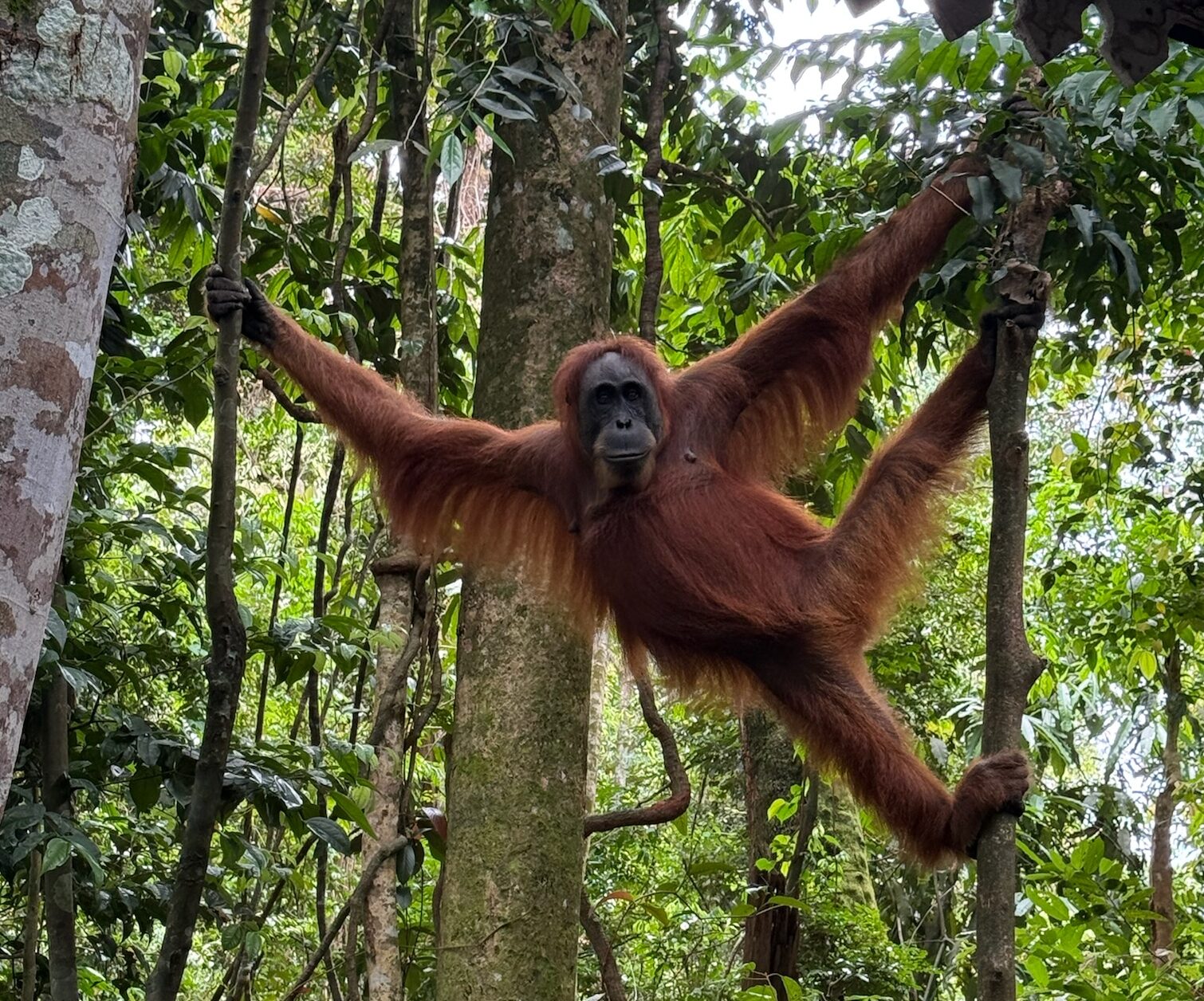 Orang-oetan in de jungle